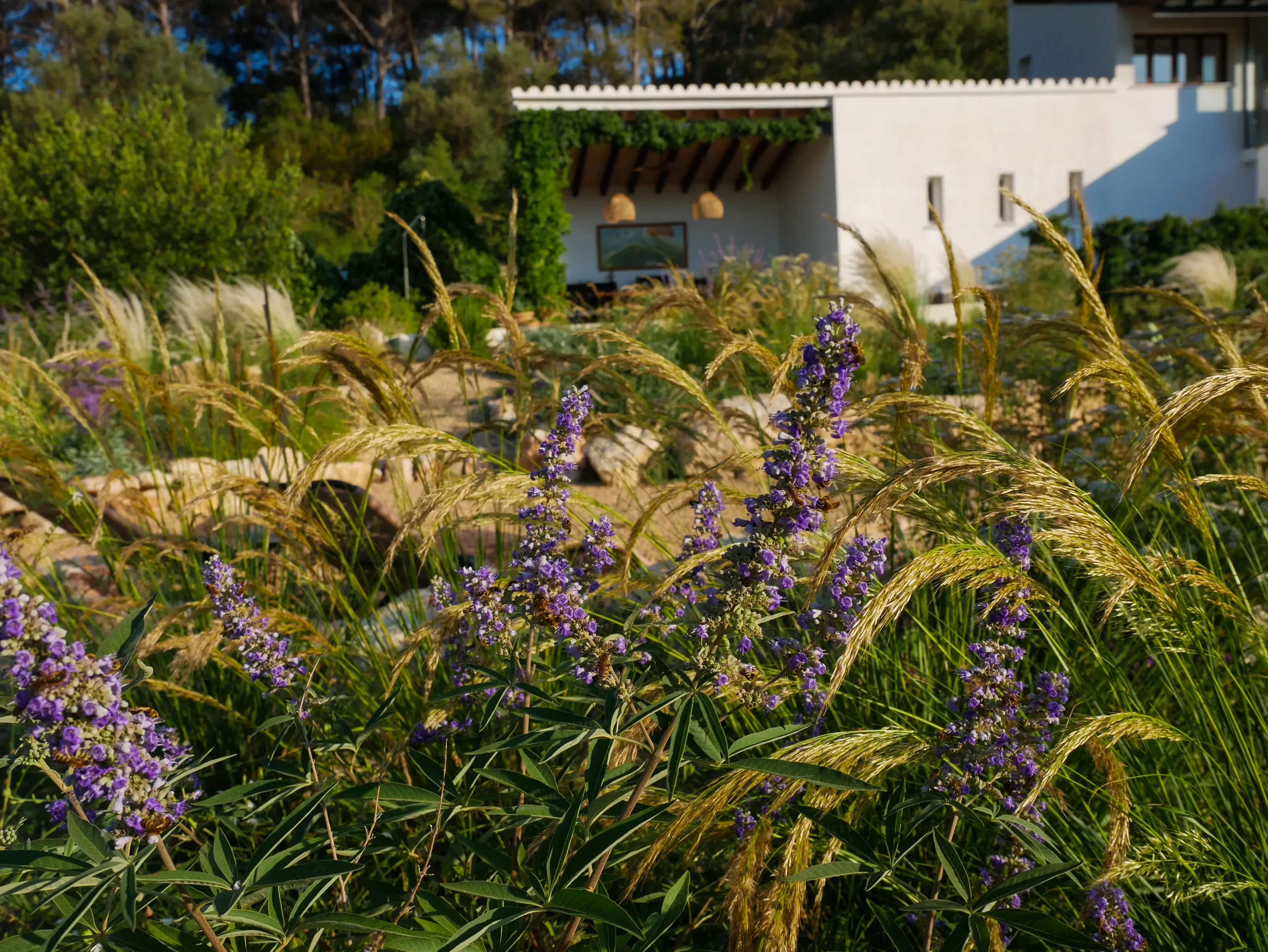 Vitex agnus-castus and ornamental grasses in a Mediterranean garden near a white stucco house.
