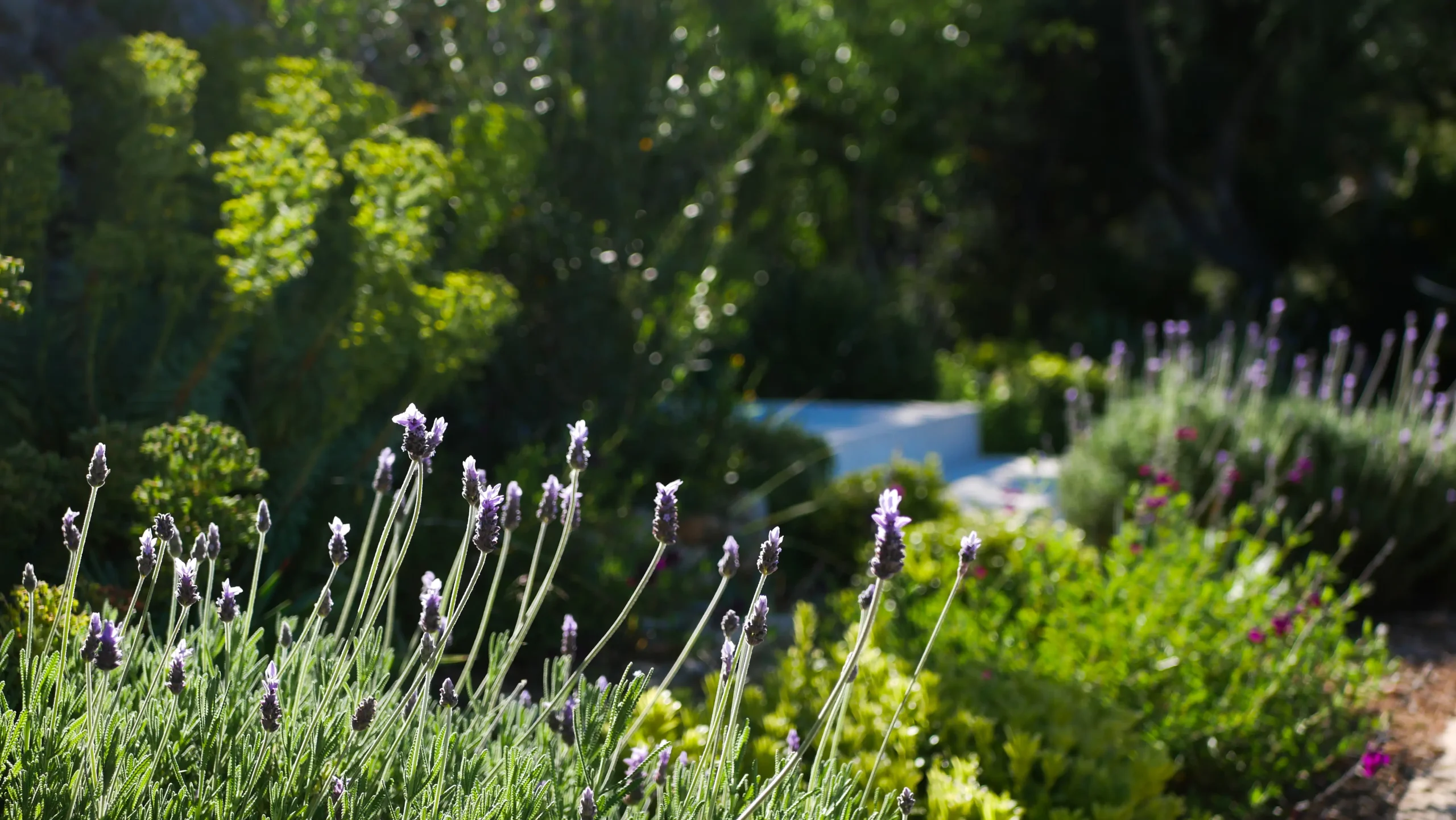 Lavender flower spikes in a sunny Mediterranean garden with green foliage.
