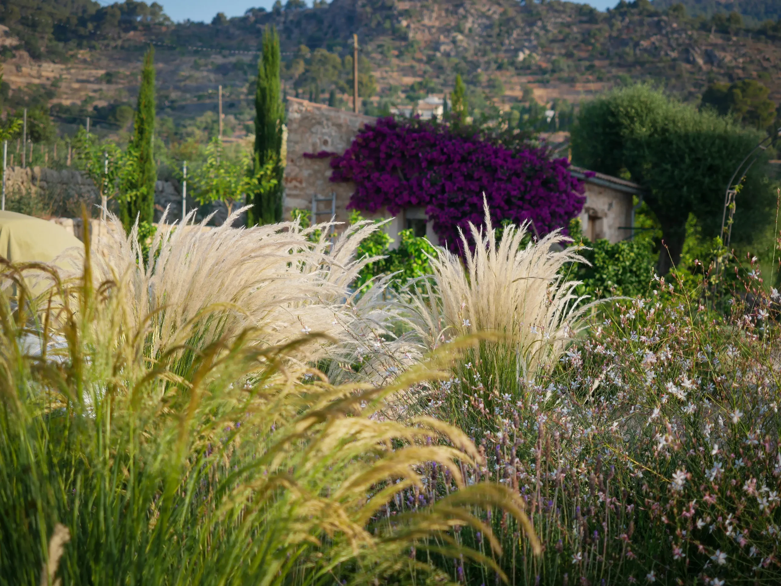 Purple bougainvillea and swaying Pennisetum grasses in a Mediterranean hillside garden.