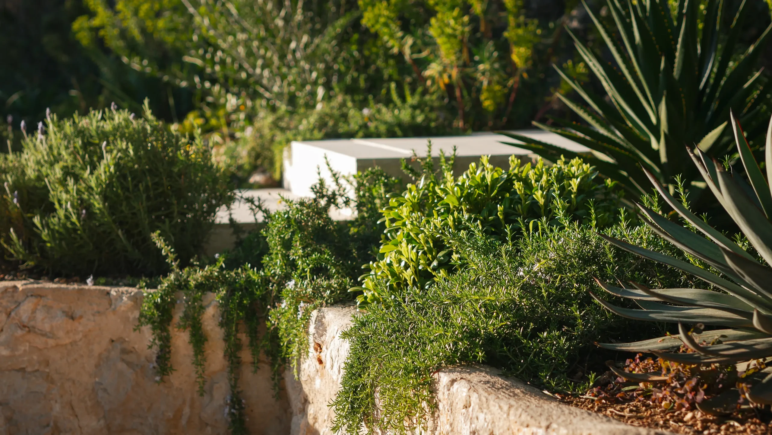 Lush garden bed with creeping groundcovers and flowering perennials by a white wall.