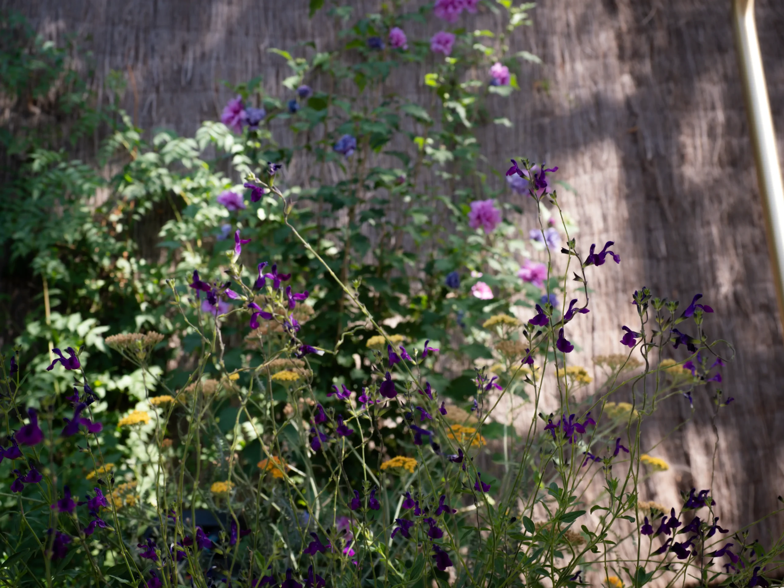 Blooming purple Salvia and wildflowers in a relaxed Mediterranean planting scheme.