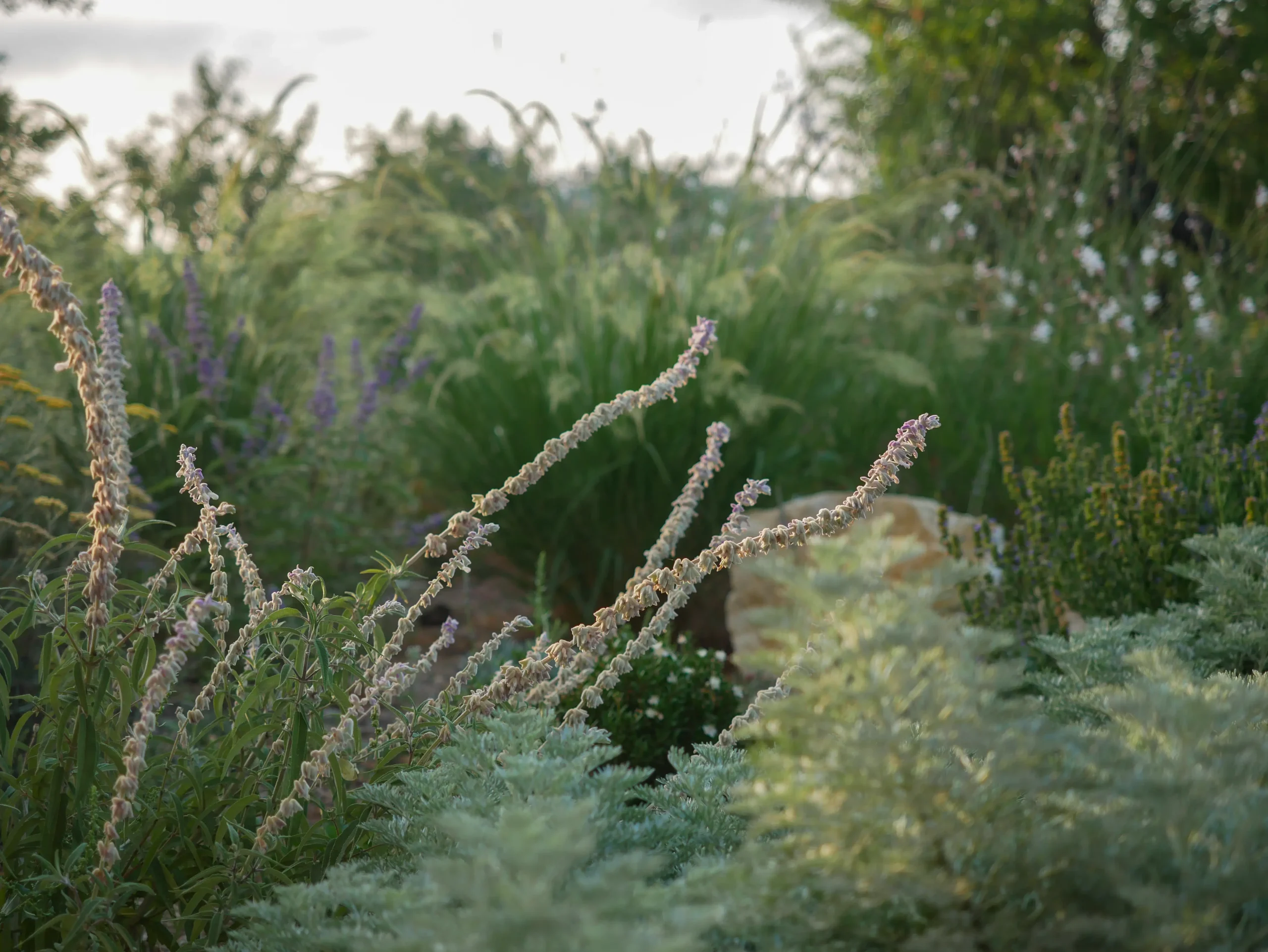 Silvery-foliaged plants and spent Salvia blooms in a densely layered, sunlit planting.