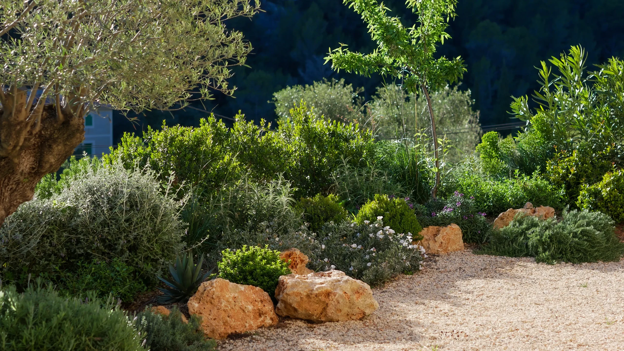 Mediterranean border with olive tree, Euphorbia, and silvery-leaved drought-tolerant shrubs.