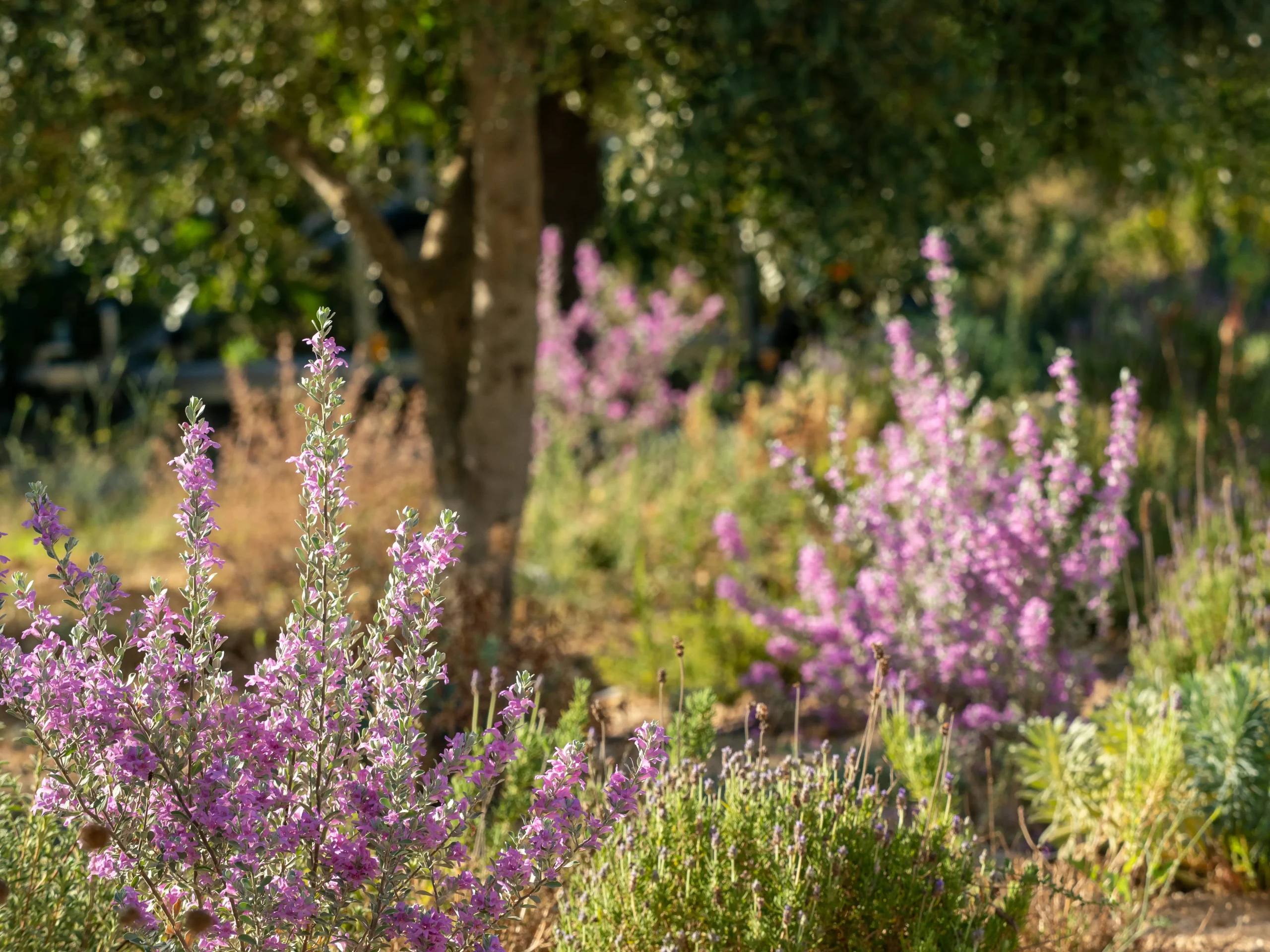 Blooming lavender beneath an olive tree, surrounded by layered drought-tolerant planting.