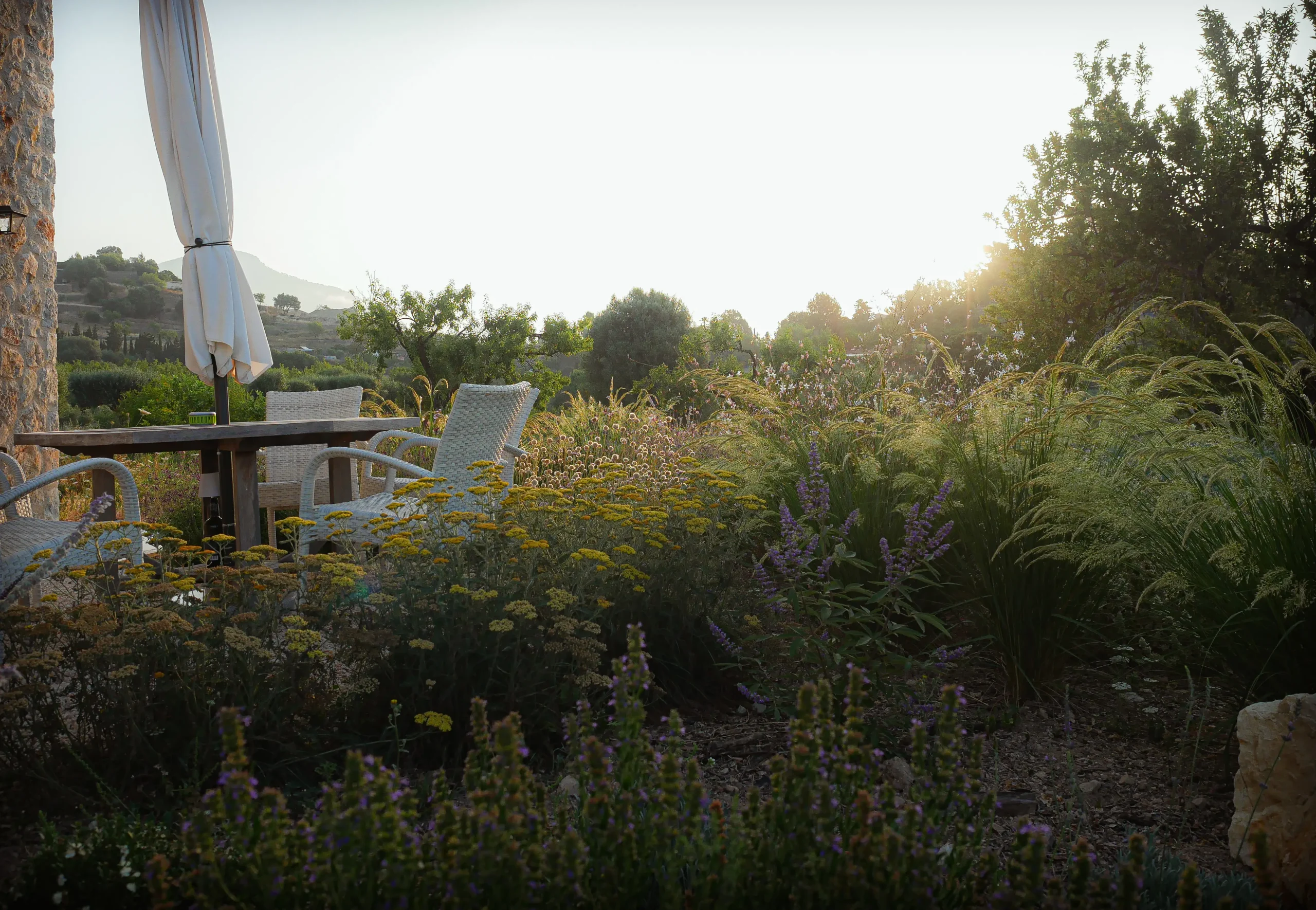 Outdoor table and chairs tucked into a Mediterranean garden of yellow Achillea and purple Salvia.
