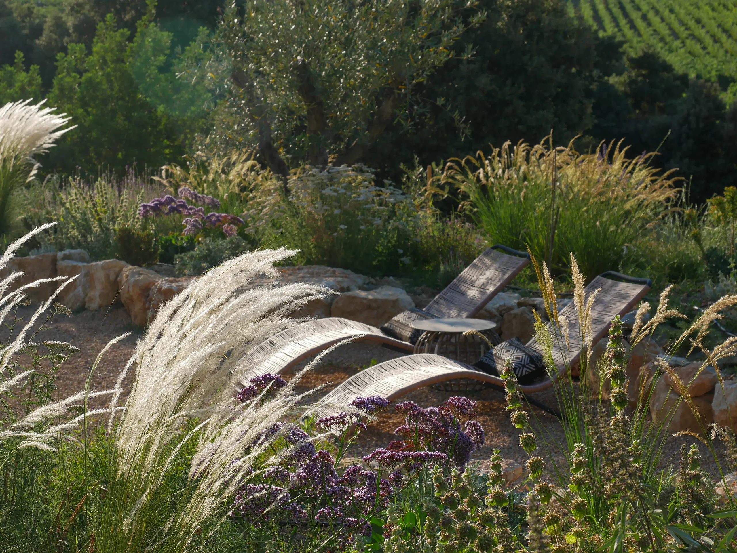 Curved path lined with Pennisetum and purple Salvia in a wild, textural garden.