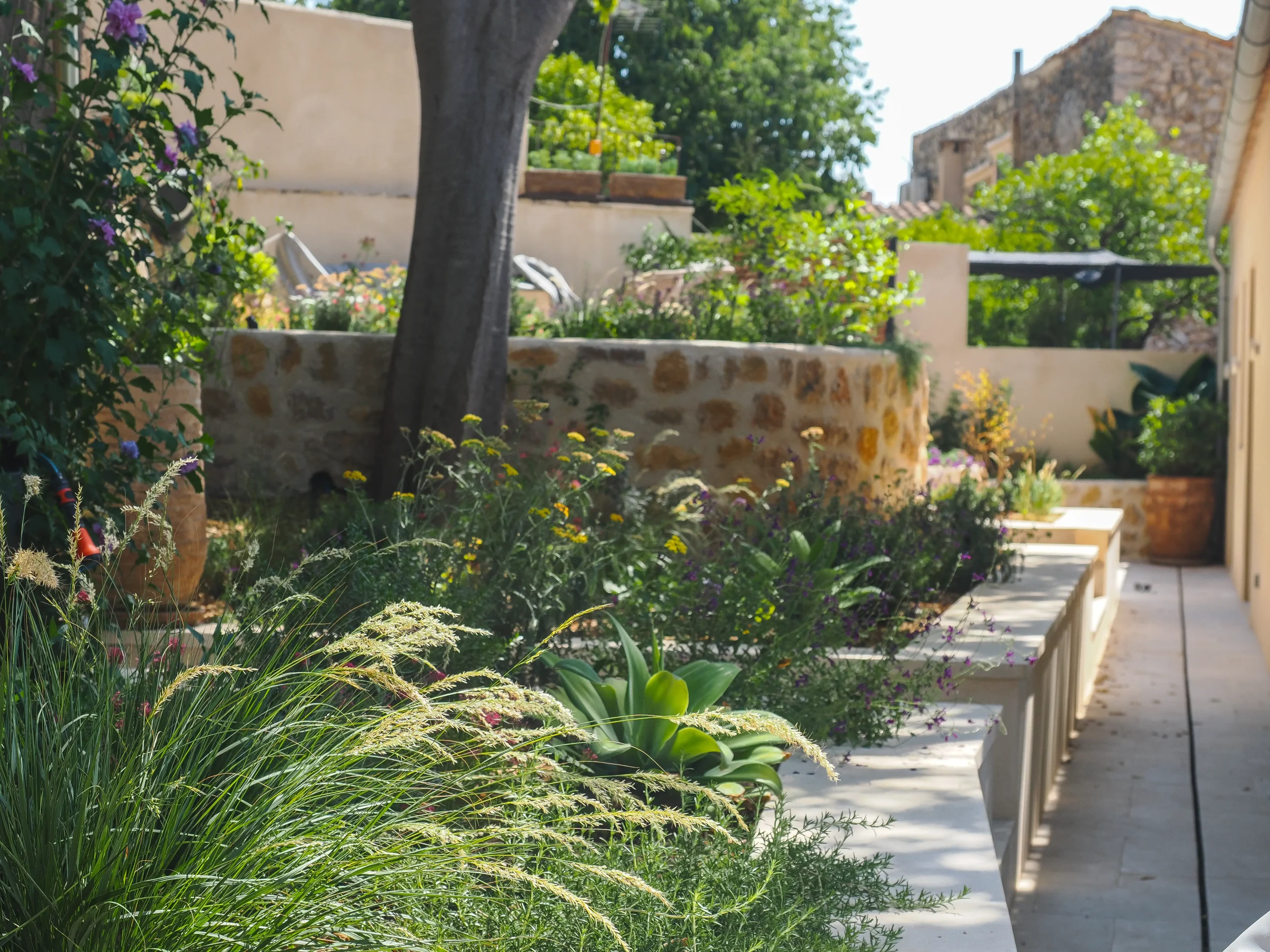 Shaded corner garden with dry-climate planting beneath a mature tree.