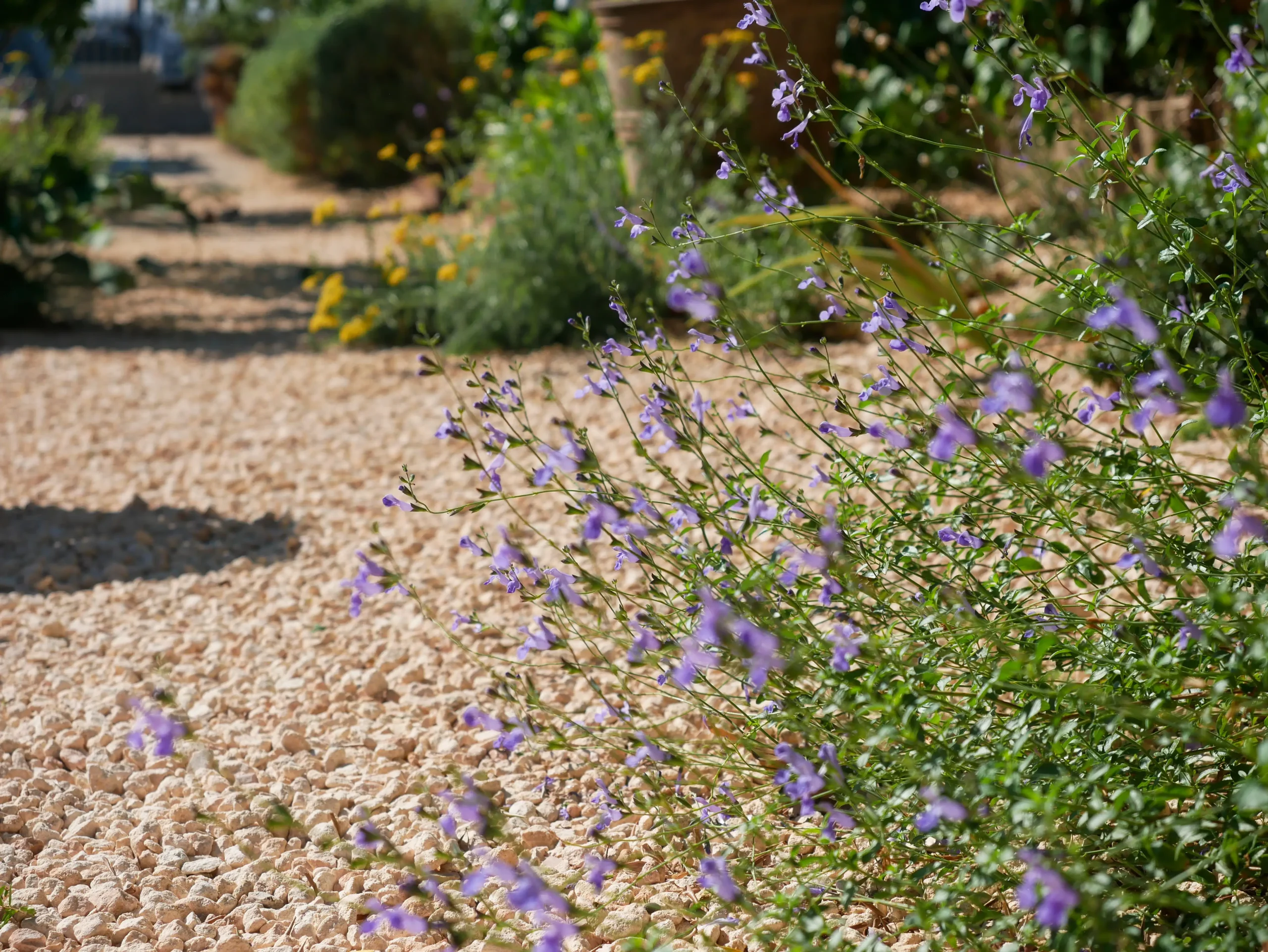 Blooming purple Salvia along a gravel path in a dry garden.