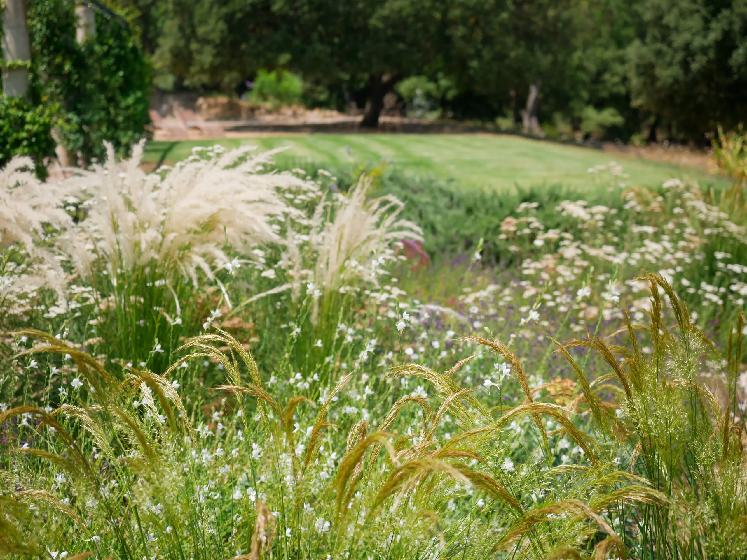 Mass planting of grasses and white wildflowers in a sunlit open meadow.