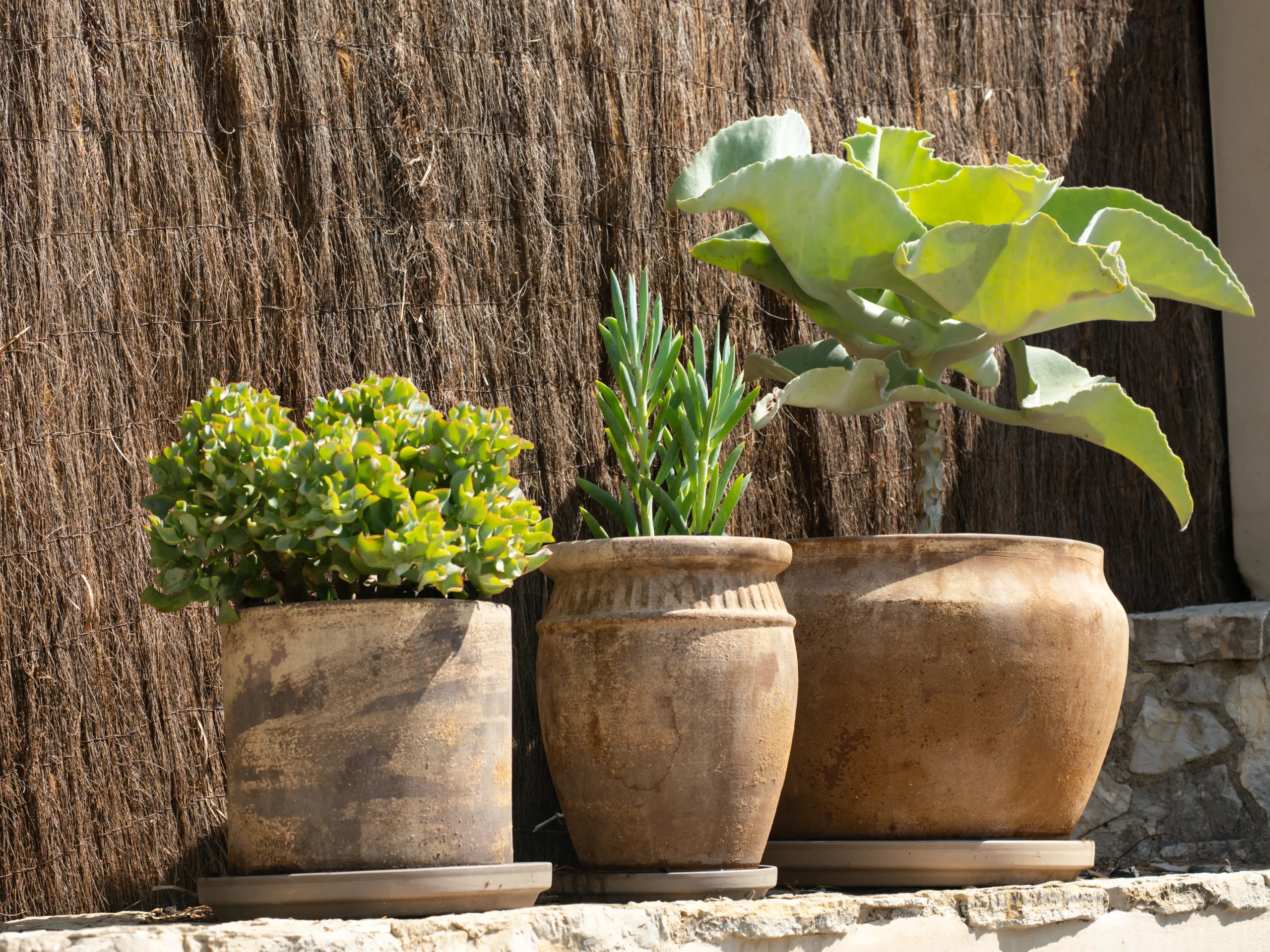 Collection of terracotta pots with succulents and fig tree against a woven screen.