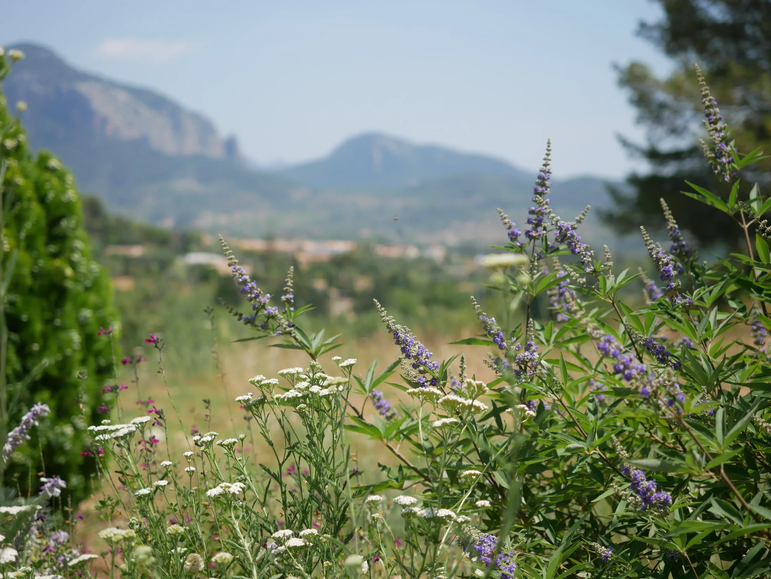 Purple Salvia and white daisies with mountain views in the background.