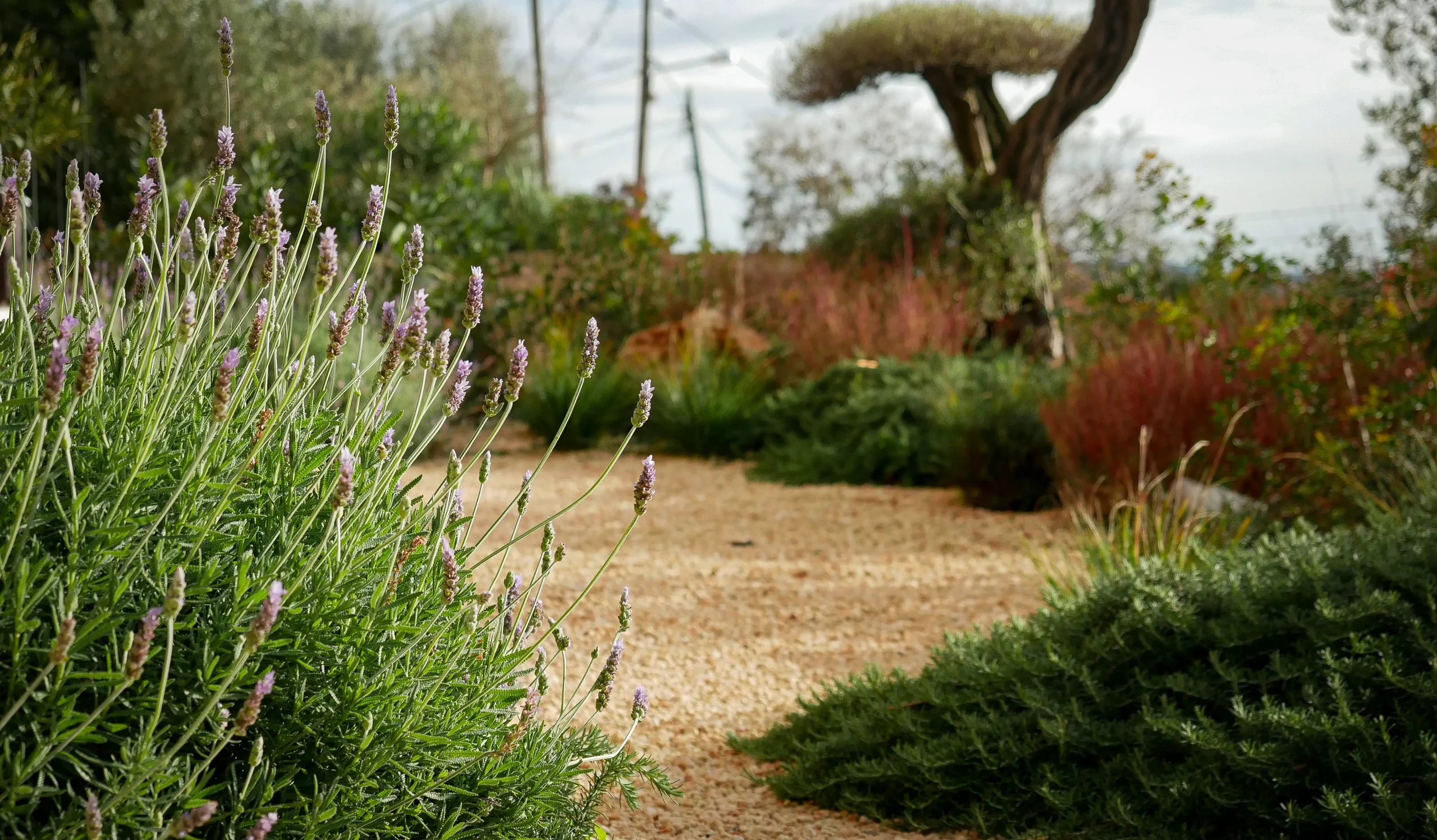 Gravel path lined with lavender, grasses, and clipped Mediterranean shrubs.