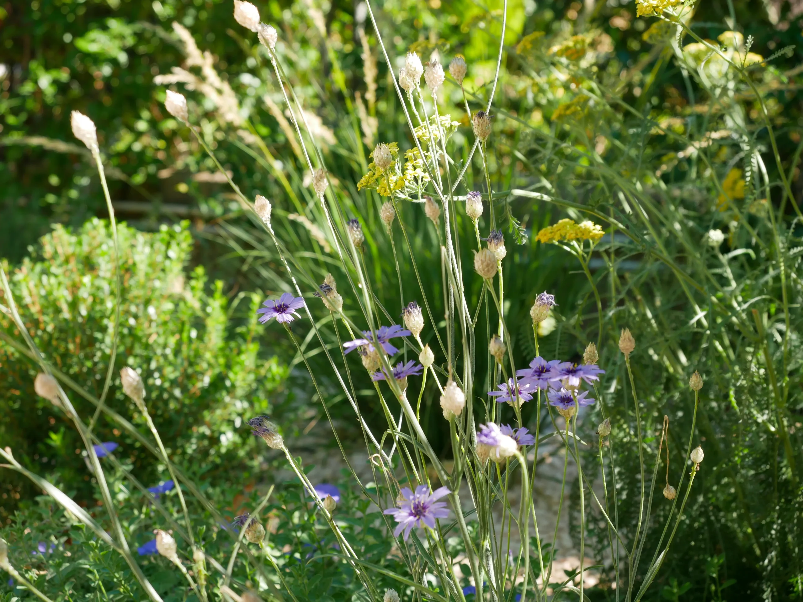 Light purple wildflowers and yellow Achillea growing among grasses.