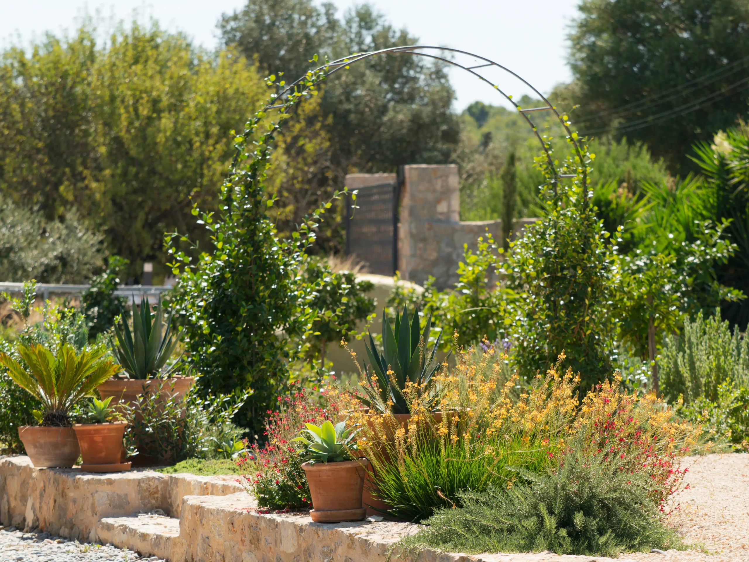 Raised stone patio with potted agaves, aloes, and Mediterranean perennials under olive trees.