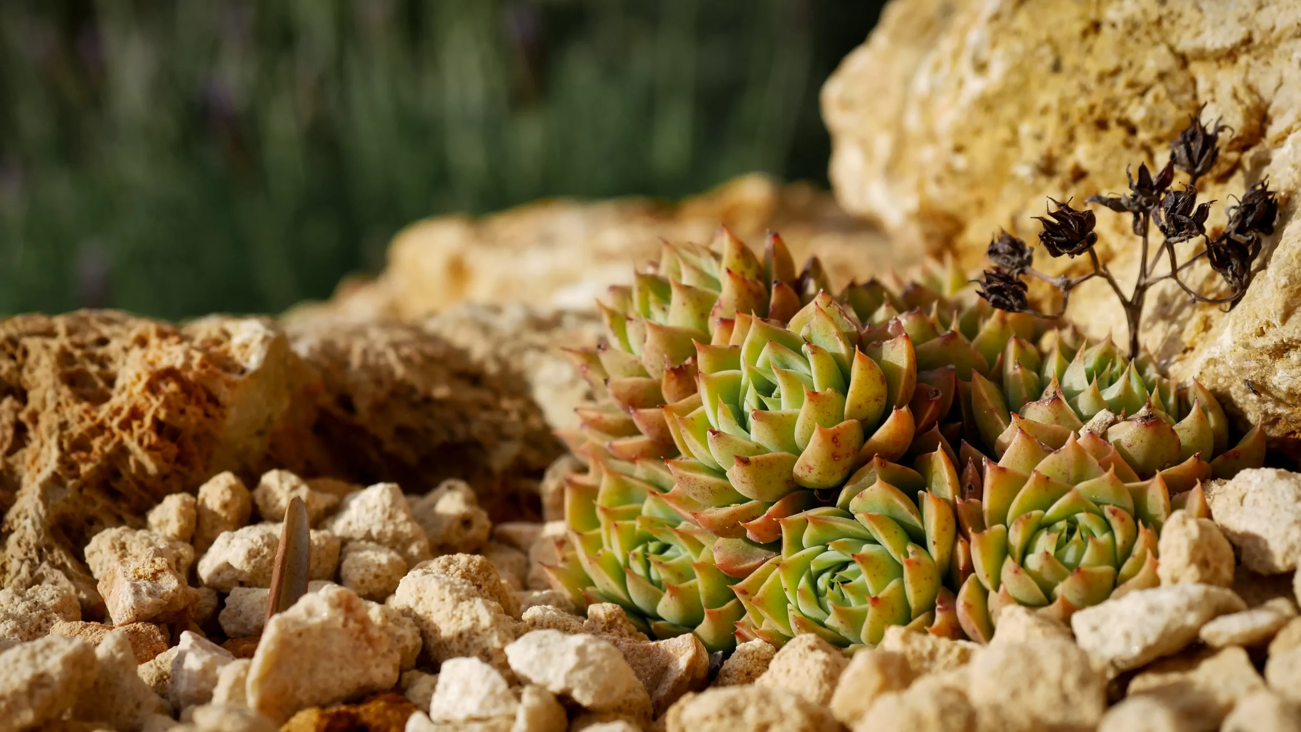Close-up of succulent rosette growing among rocks and gravel mulch.