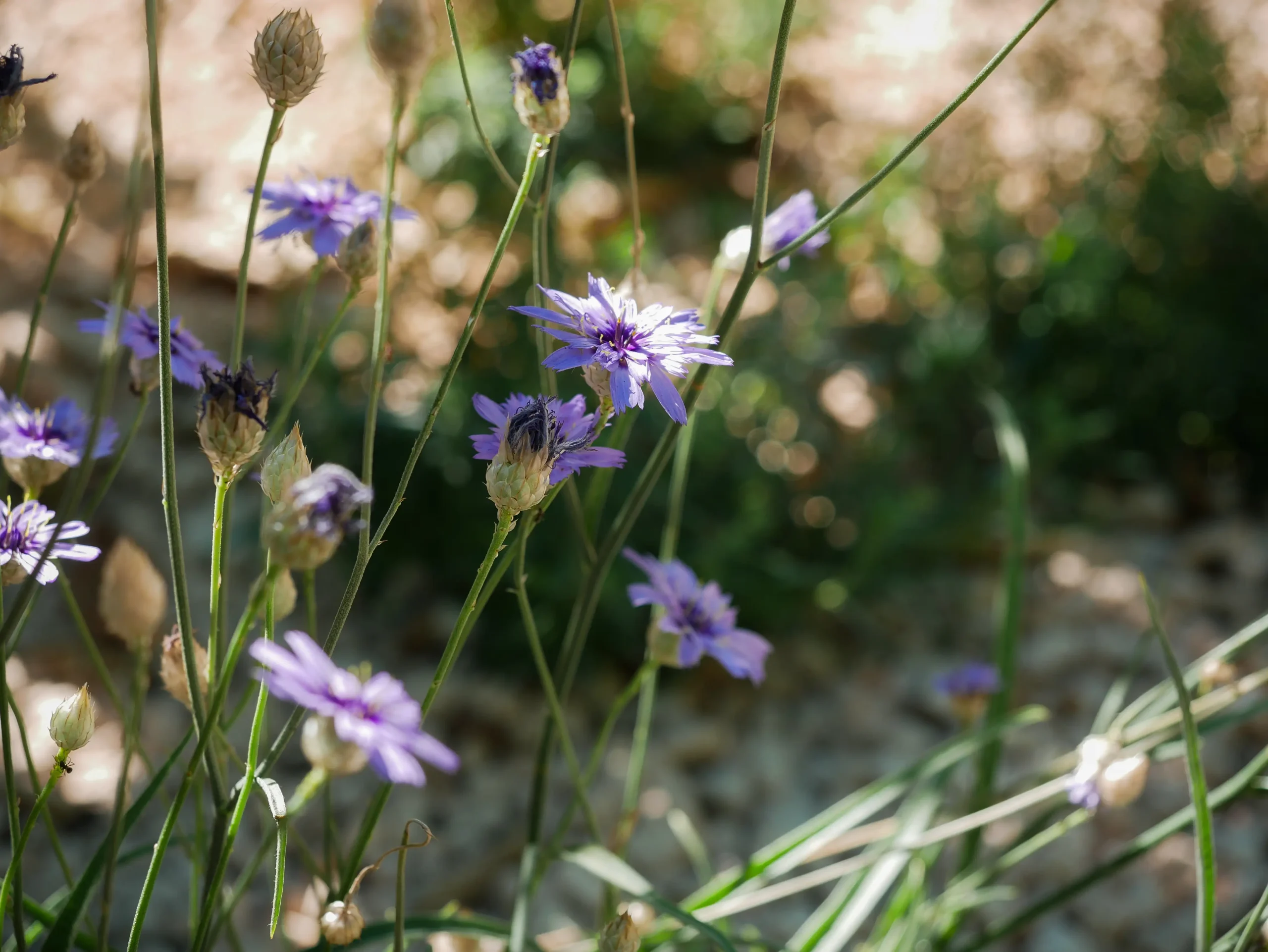 Delicate purple flowers of wild chicory or scabiosa growing in gravel soil.