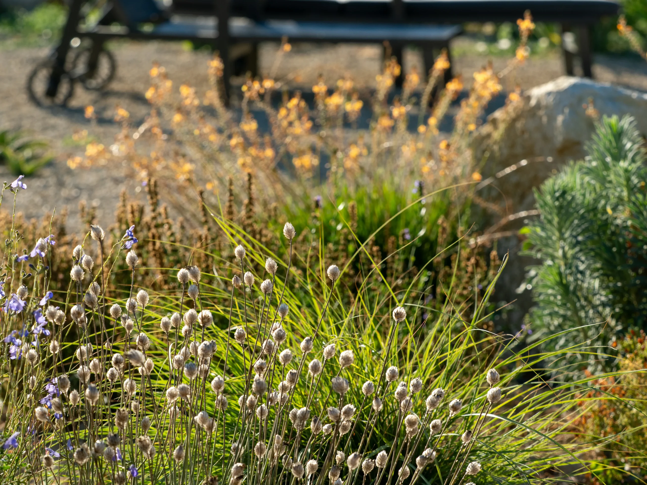 Close-up of dried seed heads and textural grasses glowing in soft golden light.