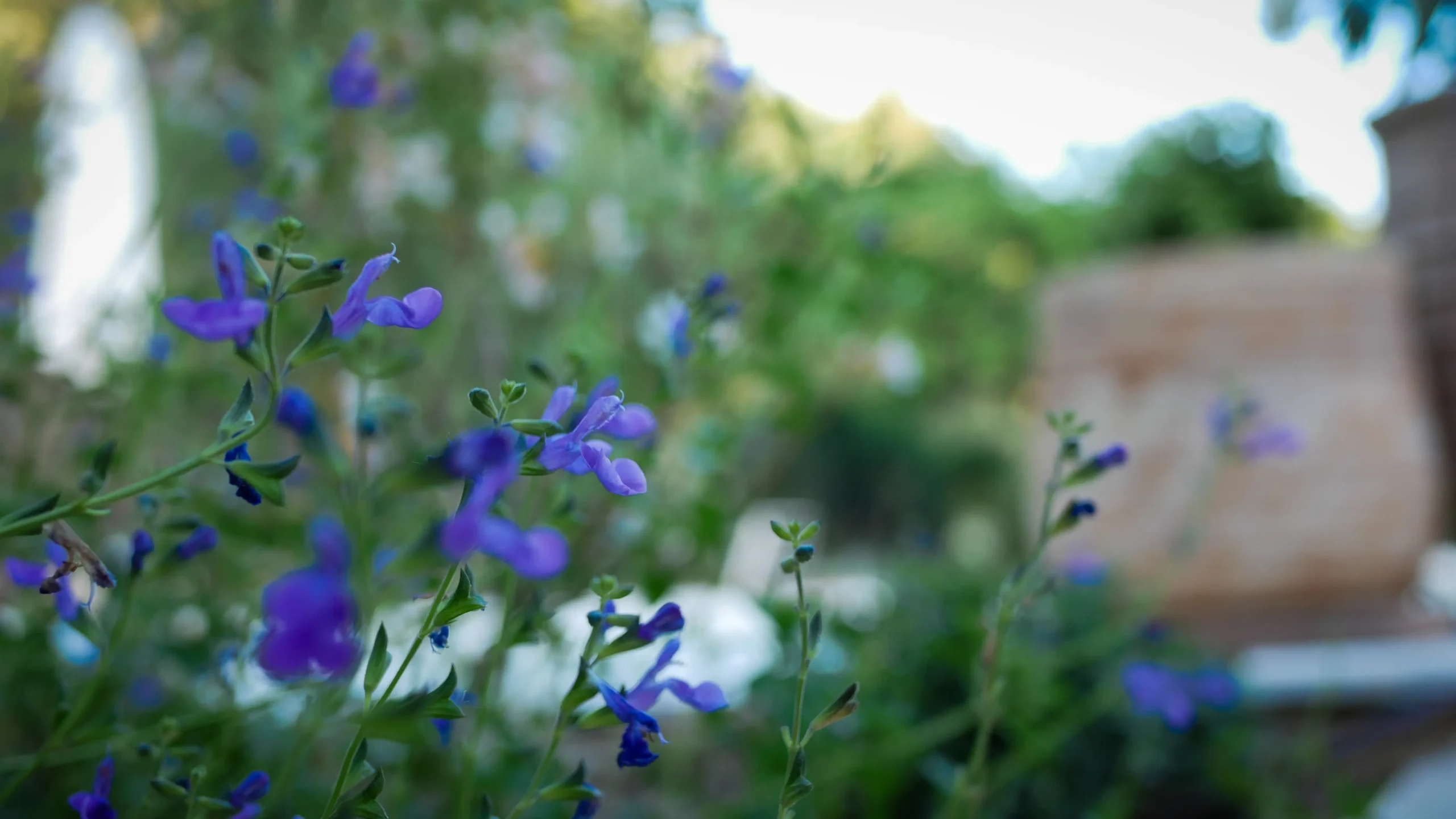 Close-up of blue Salvia flowers with blurred Mediterranean garden in background.