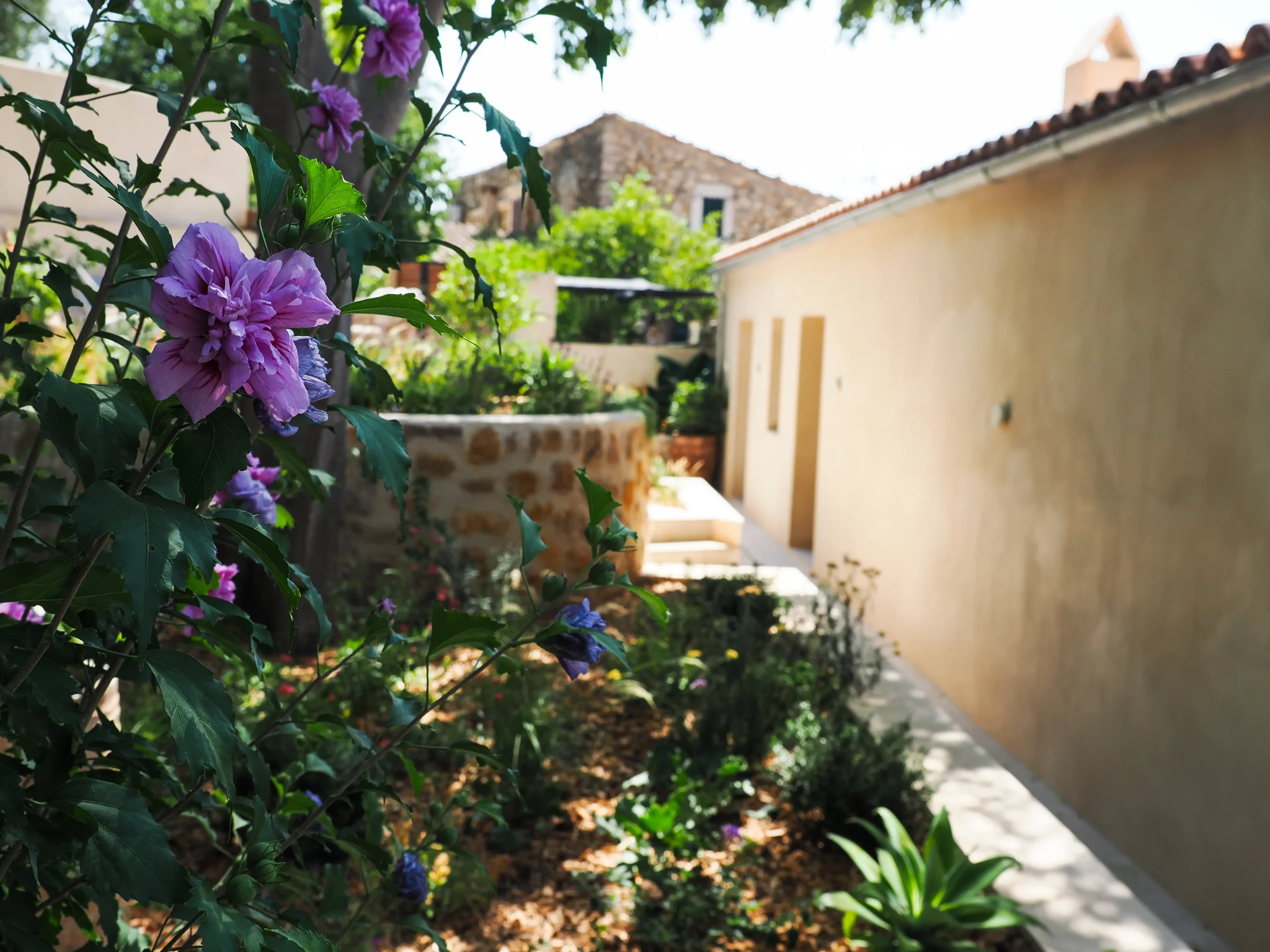 Narrow Mediterranean side garden with layered planting and flowering perennials.