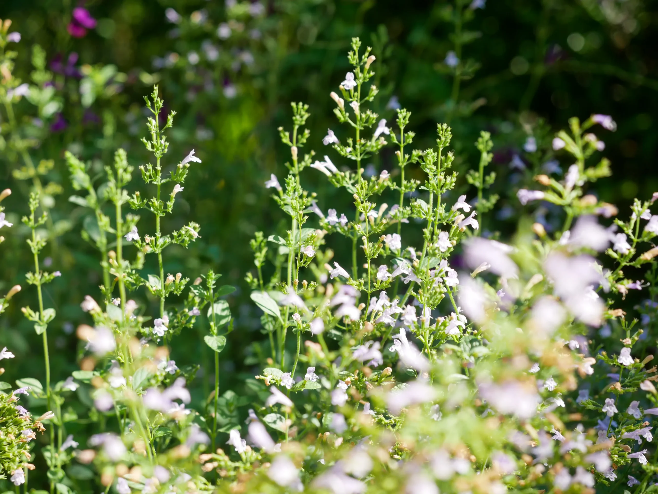 White flowering thyme or oregano in a Mediterranean herbaceous border.