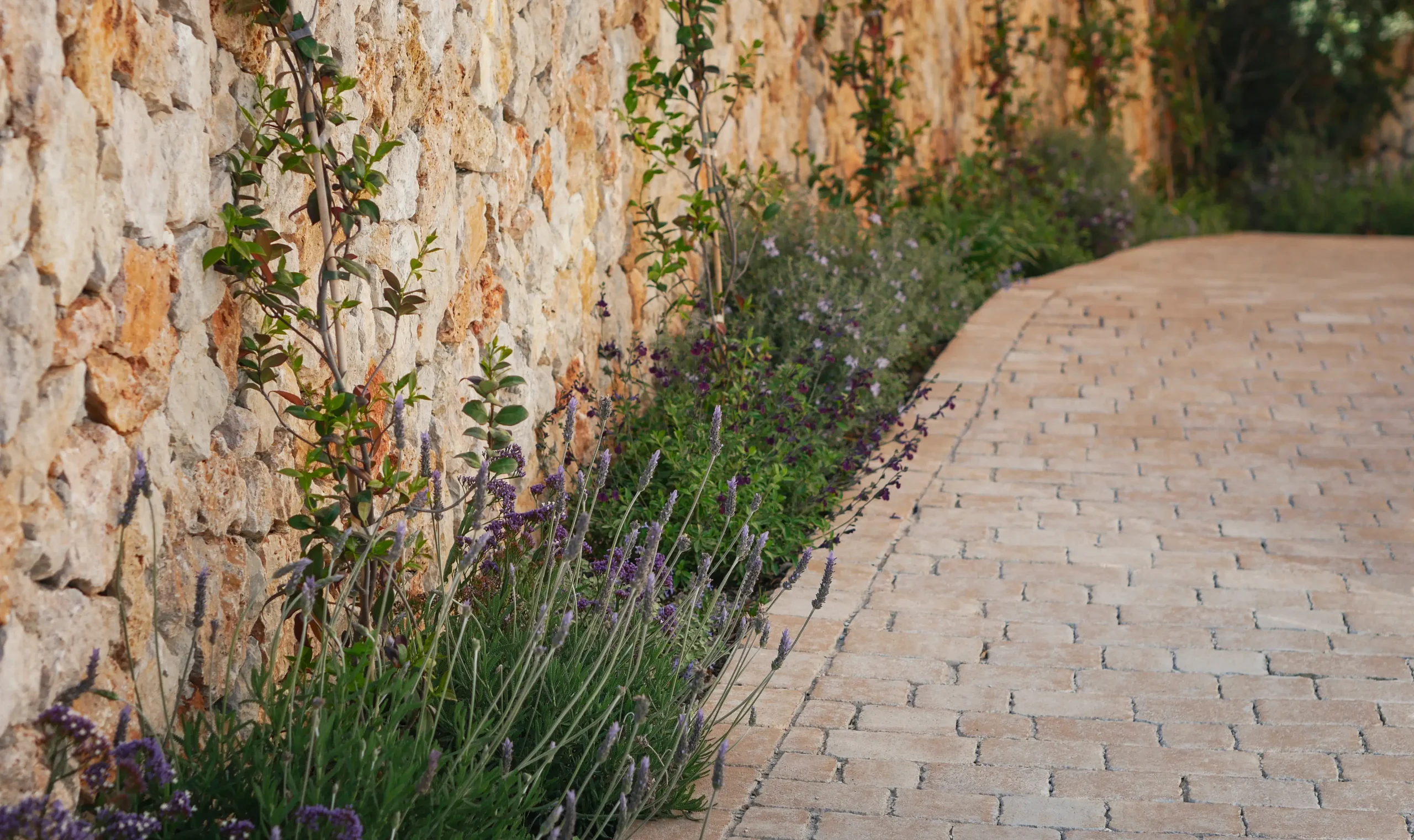 Stone path lined with lavender and wall-climbing plants beside a rustic wall.