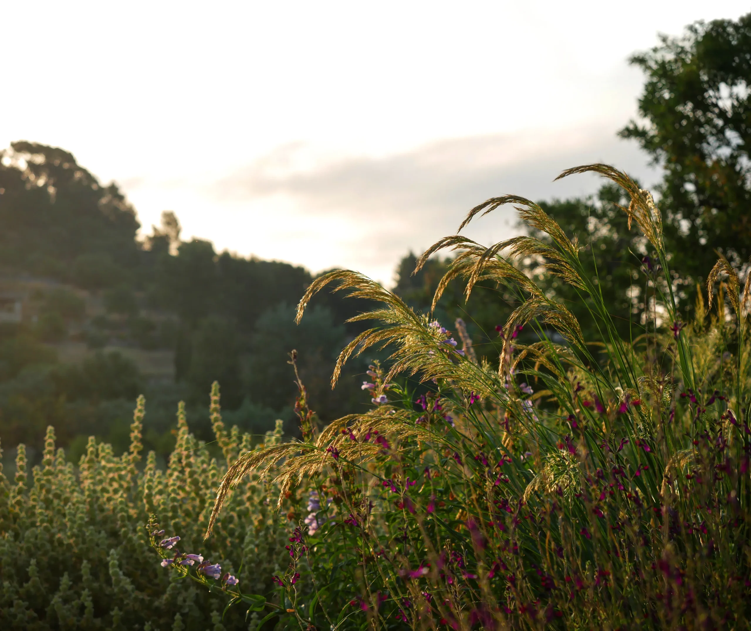 Golden-hour light over a terraced garden with grasses and distant hills.