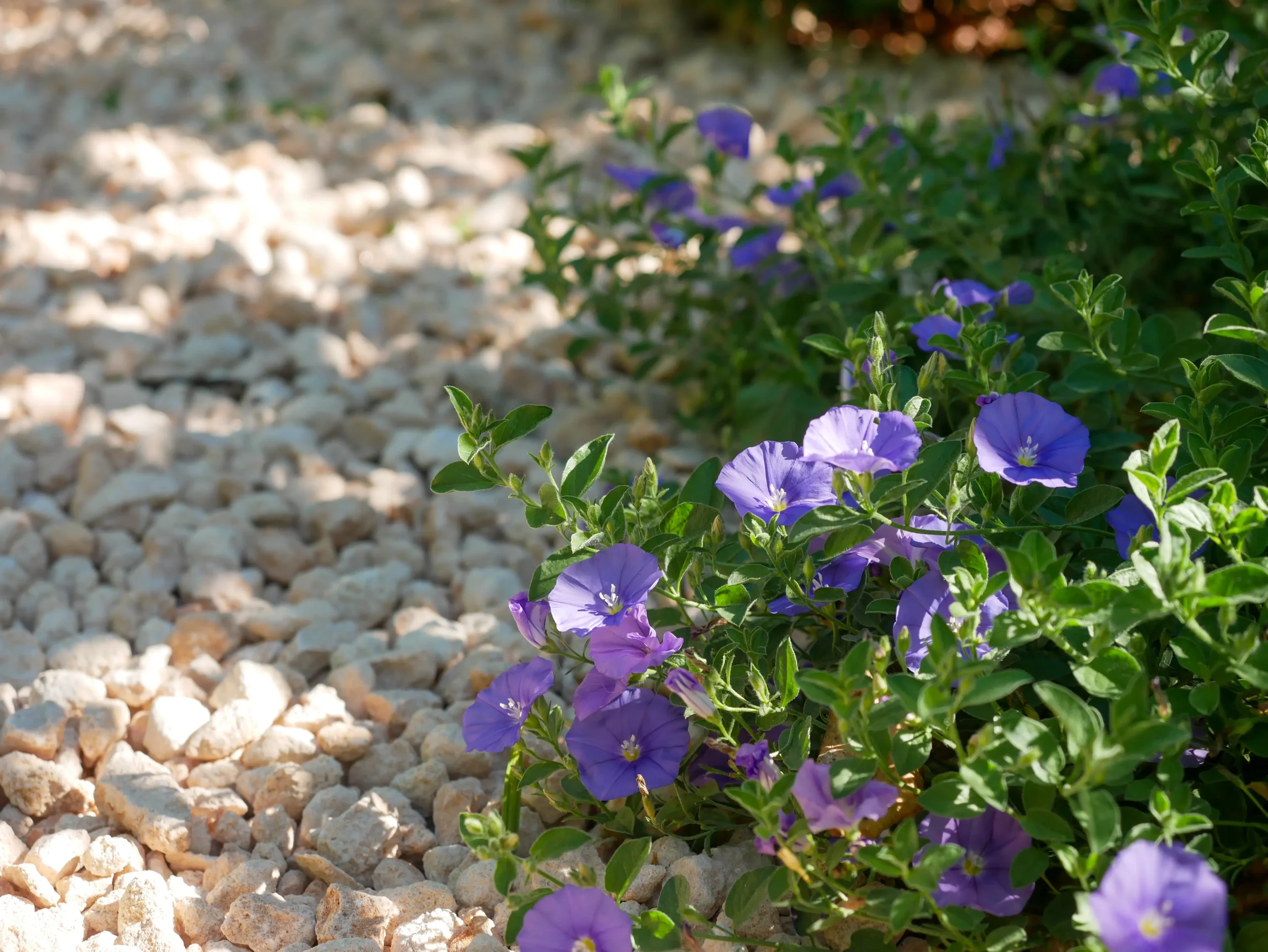 Purple Convolvulus flowers spilling over pale gravel in full sun.