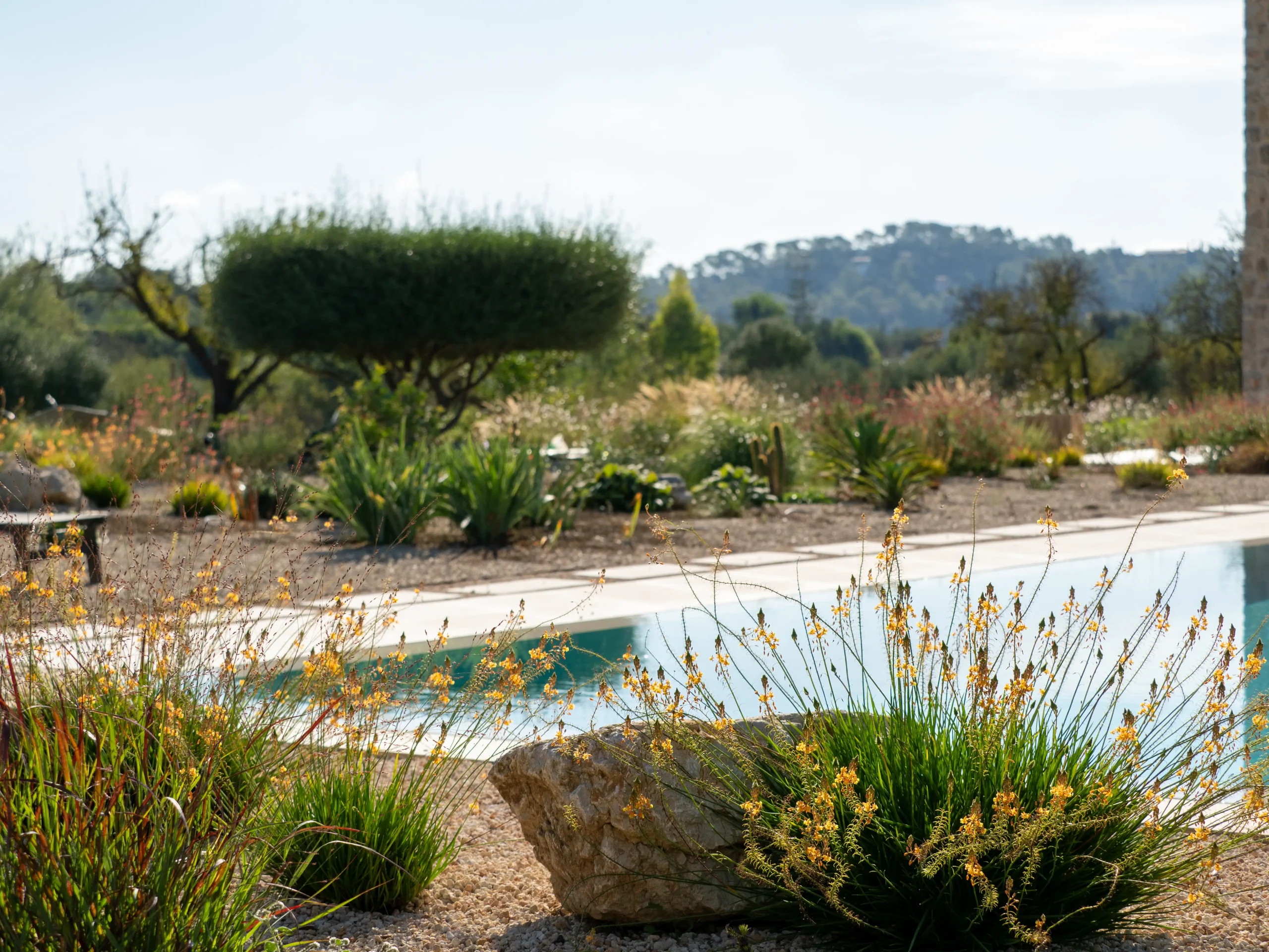 Swimming pool edged with native grasses, low shrubs, and natural stone in a Mallorcan landscape.