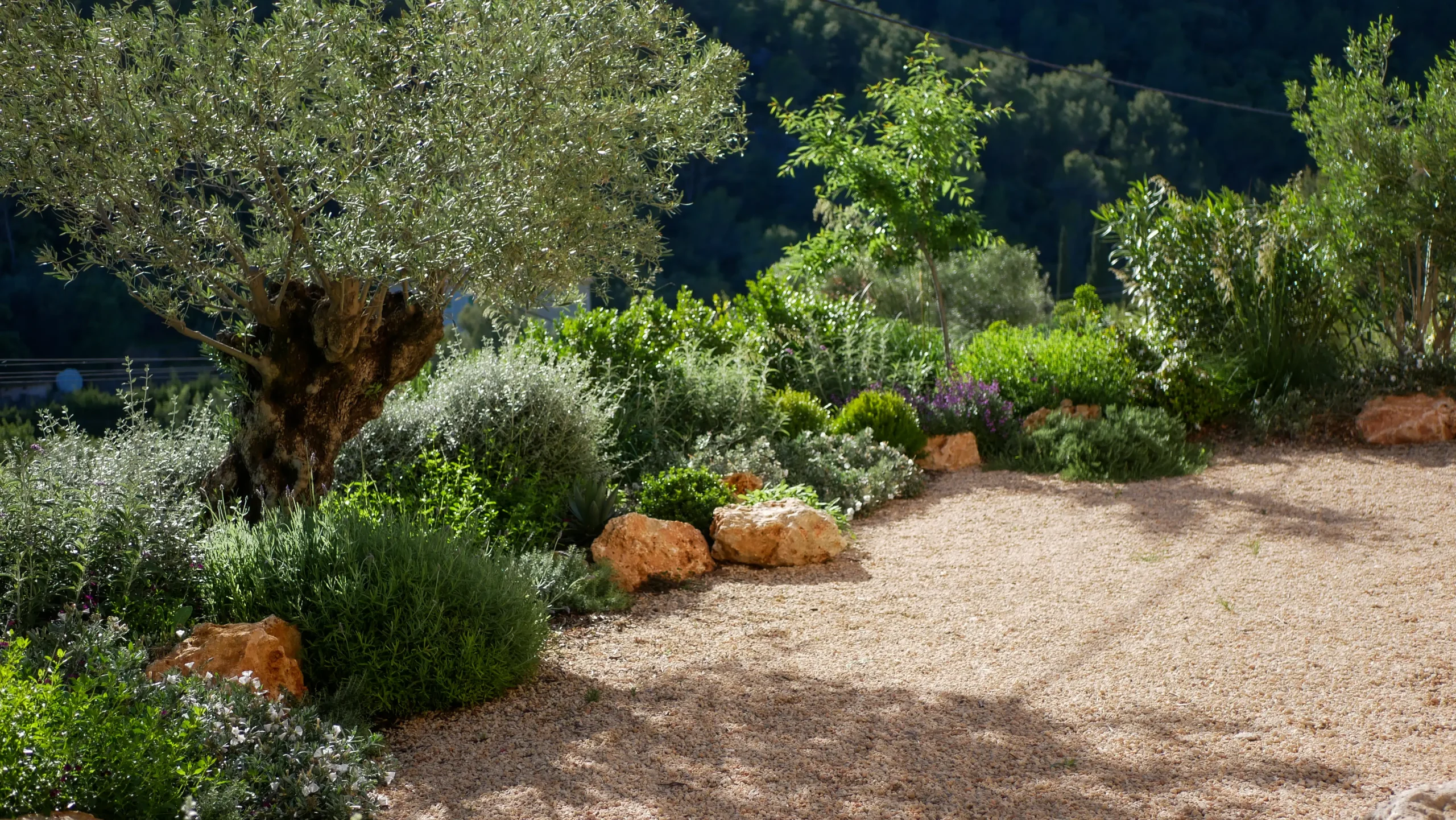 Gravel garden with olive trees, lavender, and native shrubs on a forested slope.