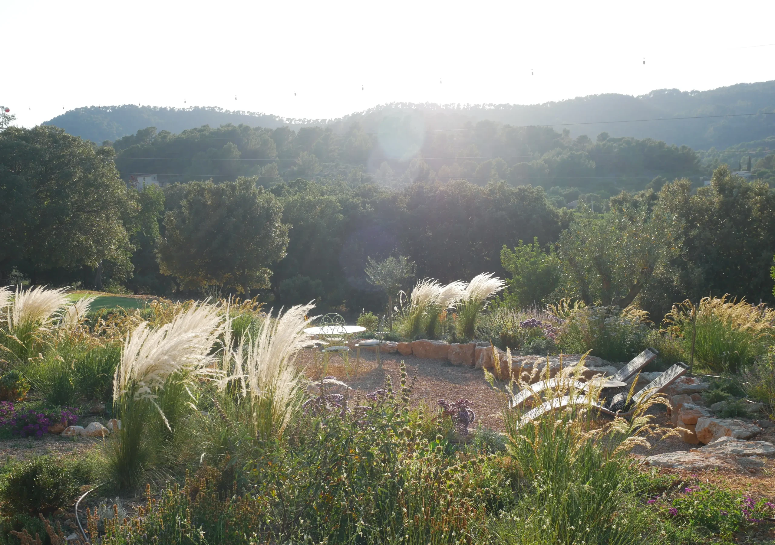 Soft sunlight over a dry Mediterranean garden with Pennisetum and layered shrubs.