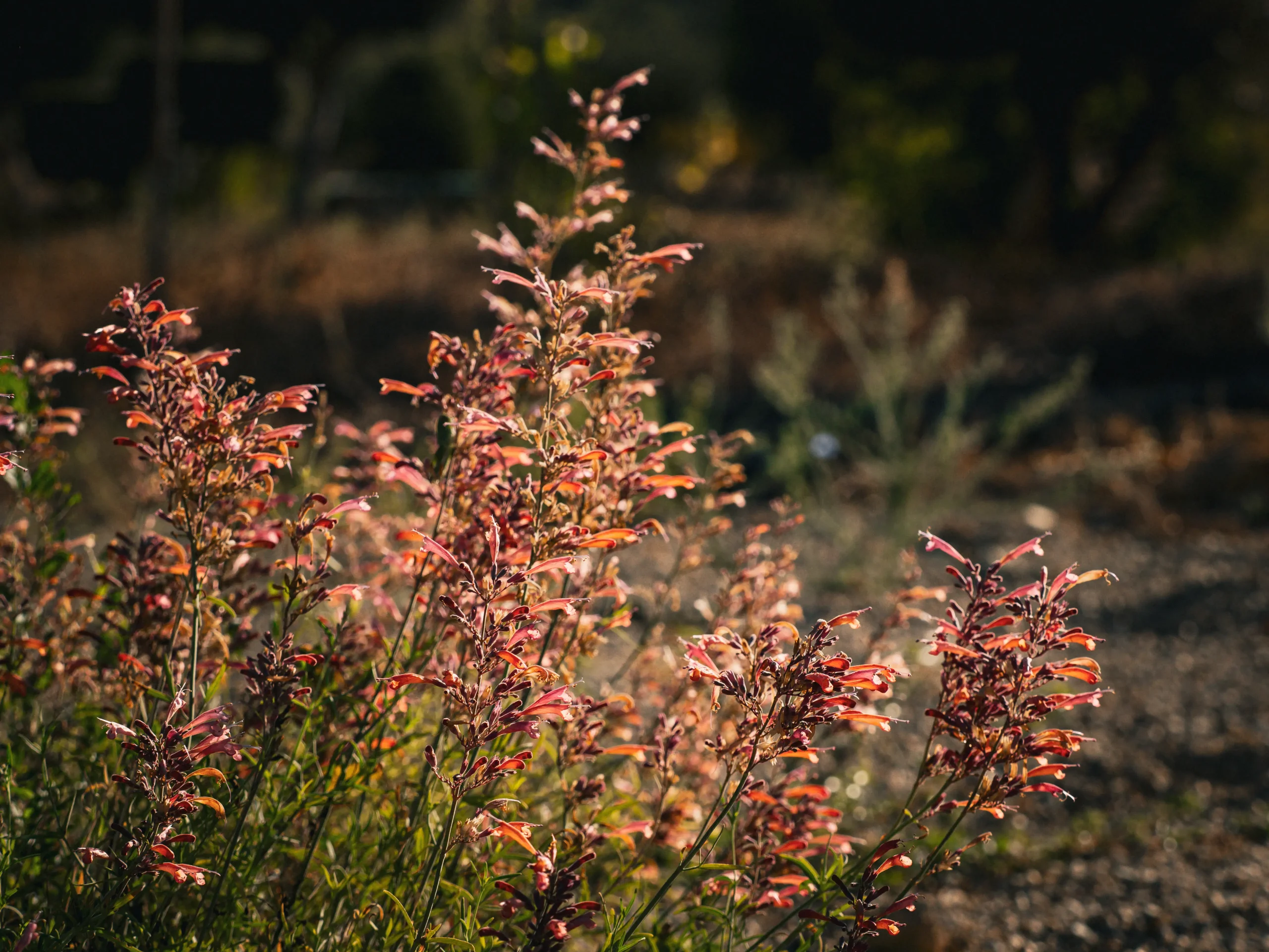Red-tinged Mediterranean shrub glowing in afternoon light, with blurred forest backdrop.
