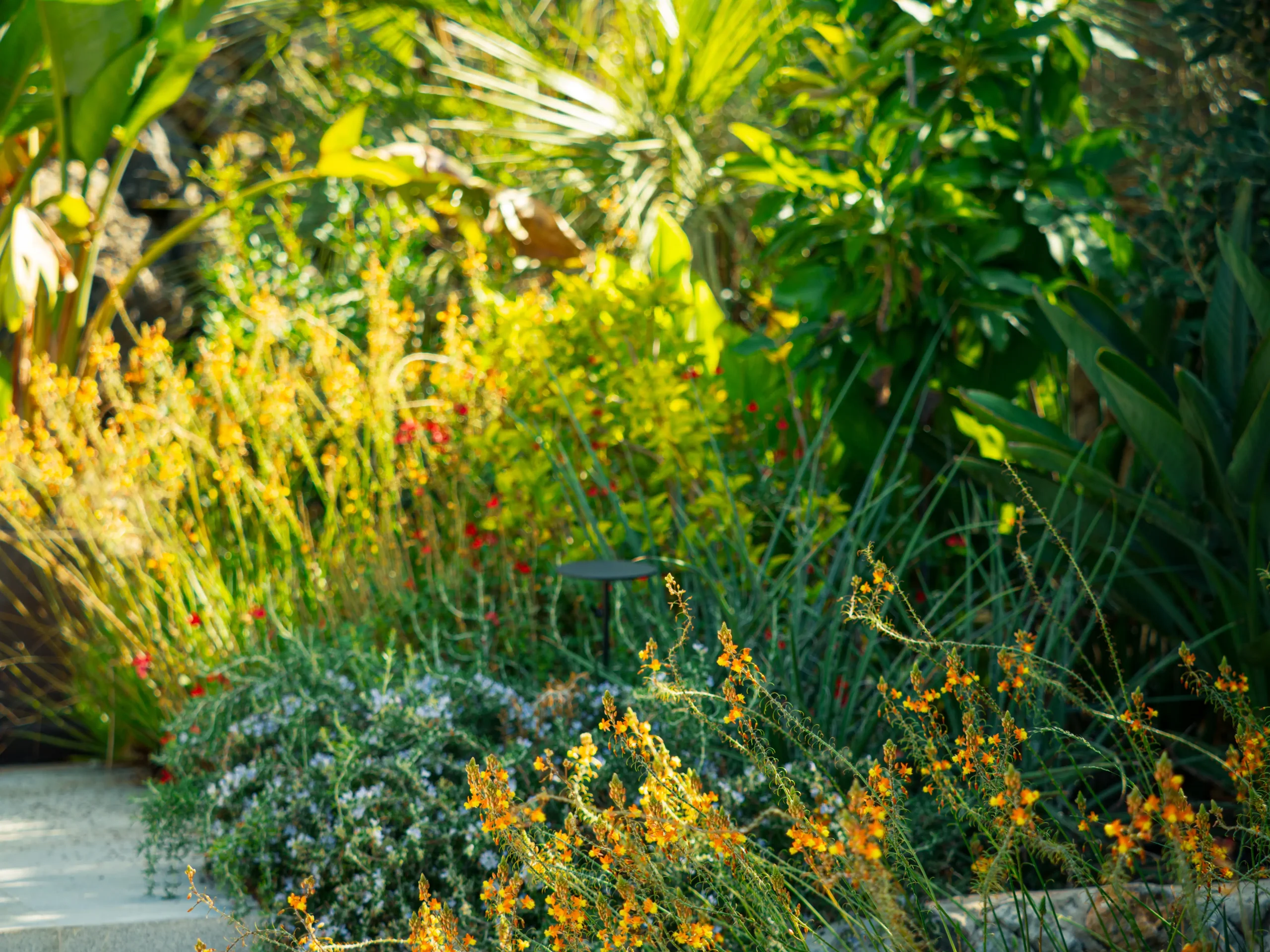 Sunlit planting of yellow daisies, grasses, and ferns in a vibrant Mediterranean border.