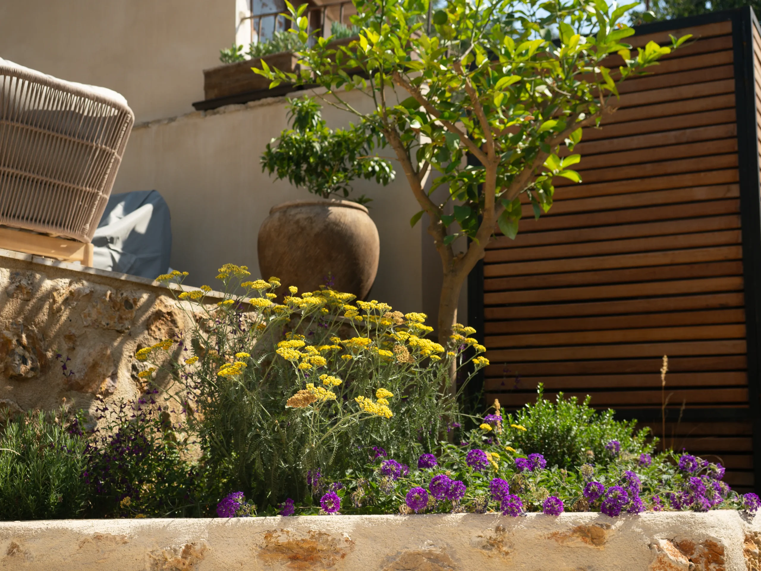 Raised stone bed with citrus tree and yellow daisies in a sunlit courtyard.