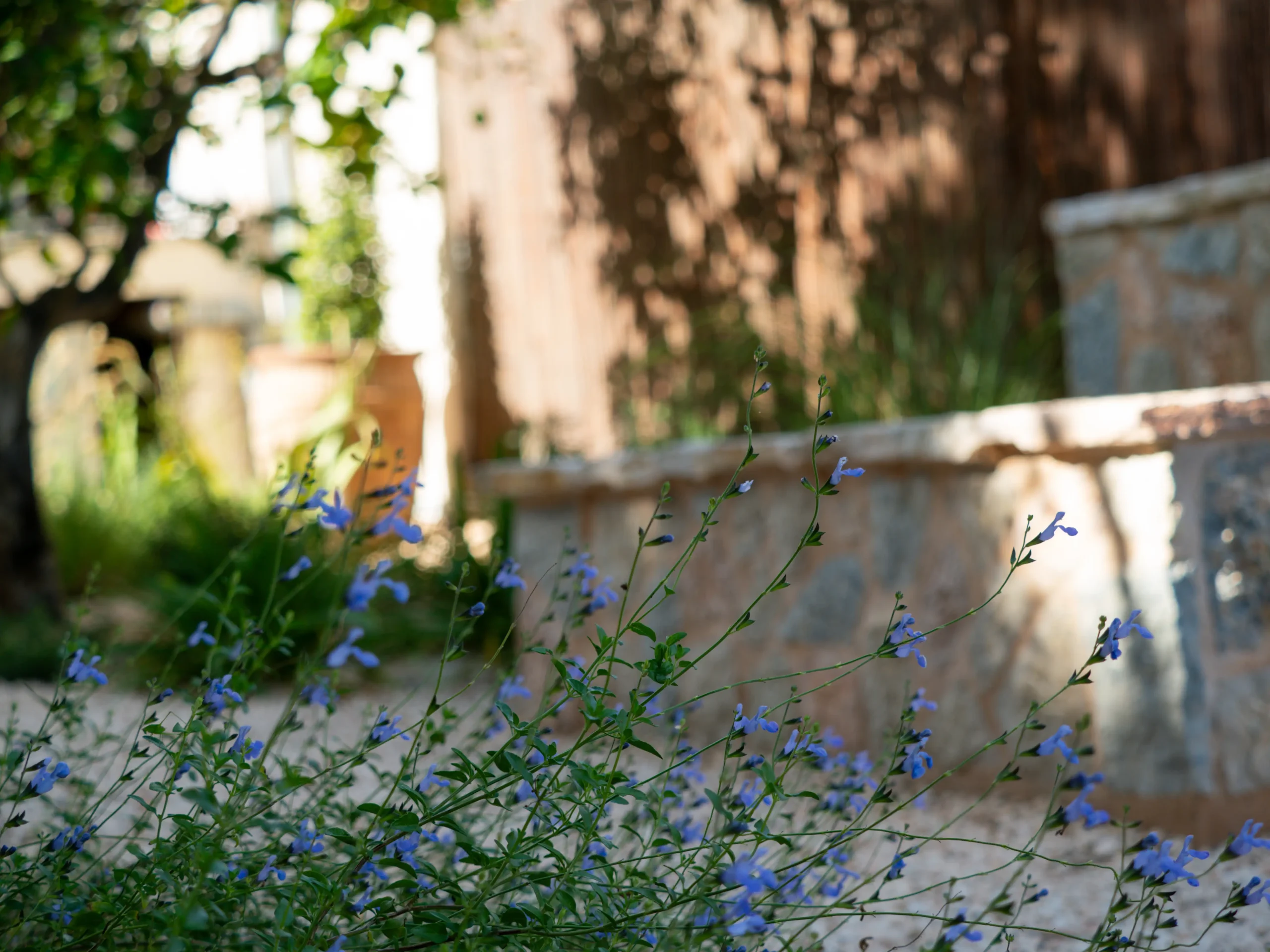 Shaded gravel walkway with wildflowers and rustic plastered walls.