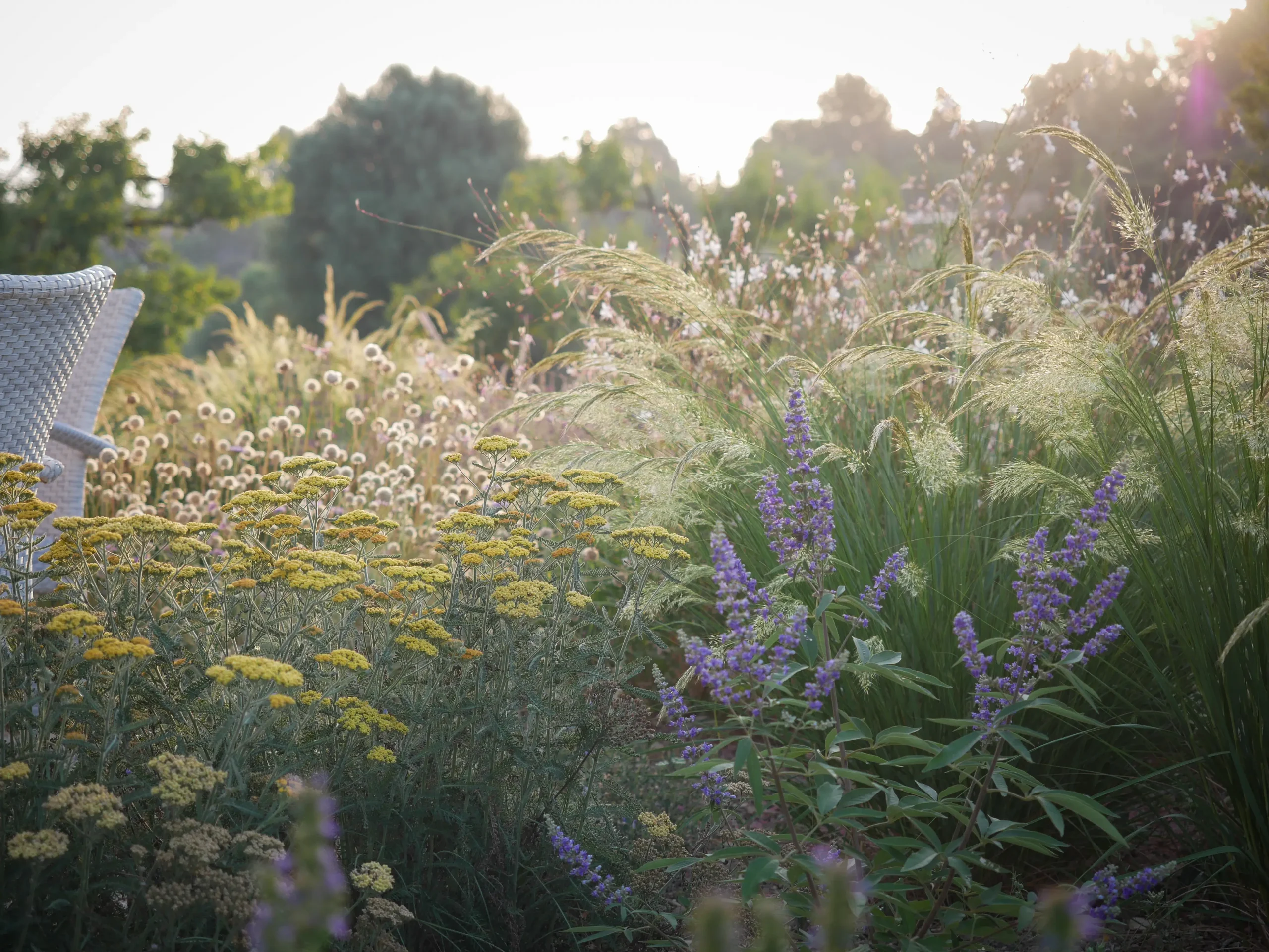 Soft-focus garden of Achillea, Salvia, and ornamental grasses in early evening light.