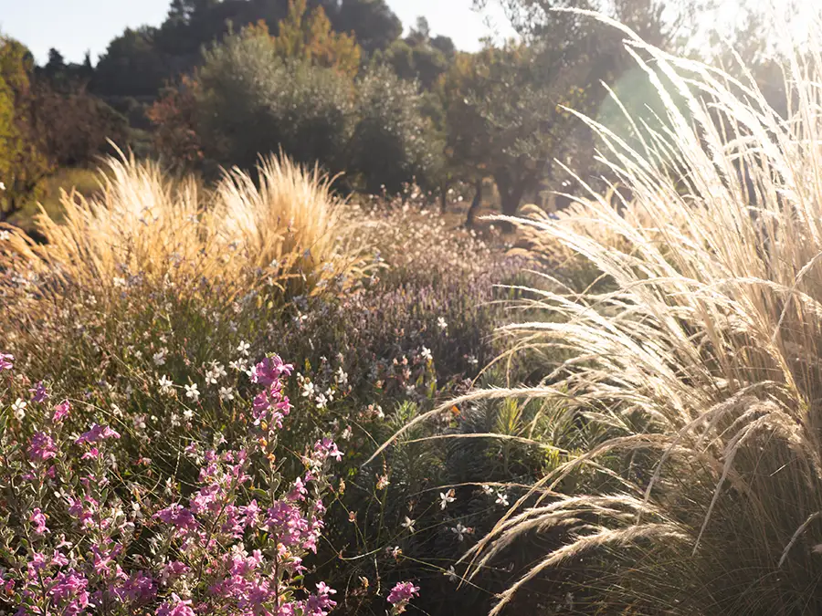 Sunlit garden with ornamental grasses and blooming pink and white flowers in a naturalistic planting design