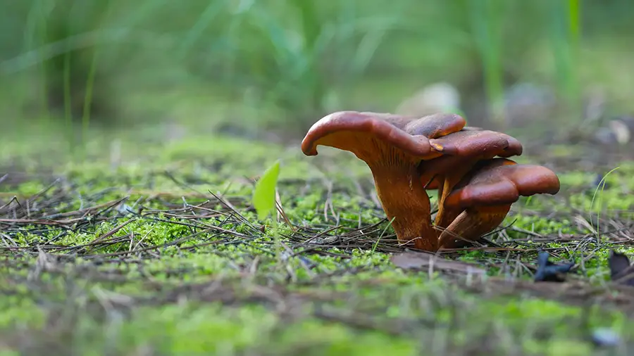 Cluster of reddish-brown mushrooms growing on mossy ground in a shaded, damp forest or garden setting