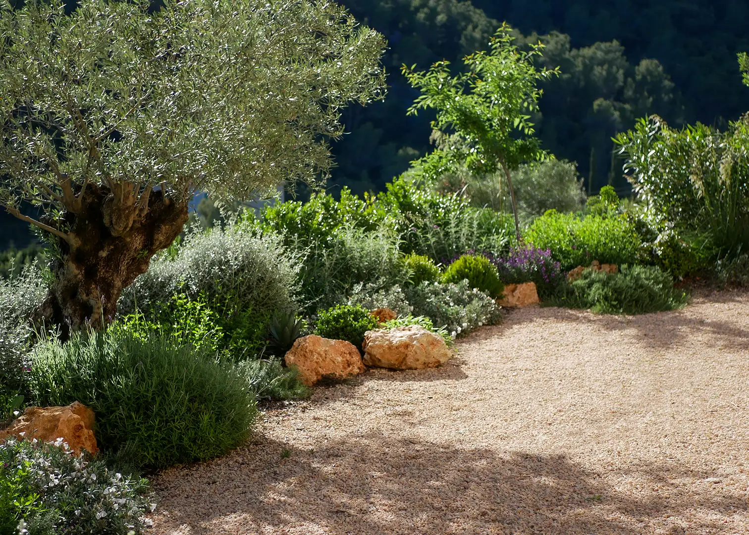 Gravel path beside an old olive tree, lavender, rosemary, and Mediterranean shrubs in a terraced hillside garden
