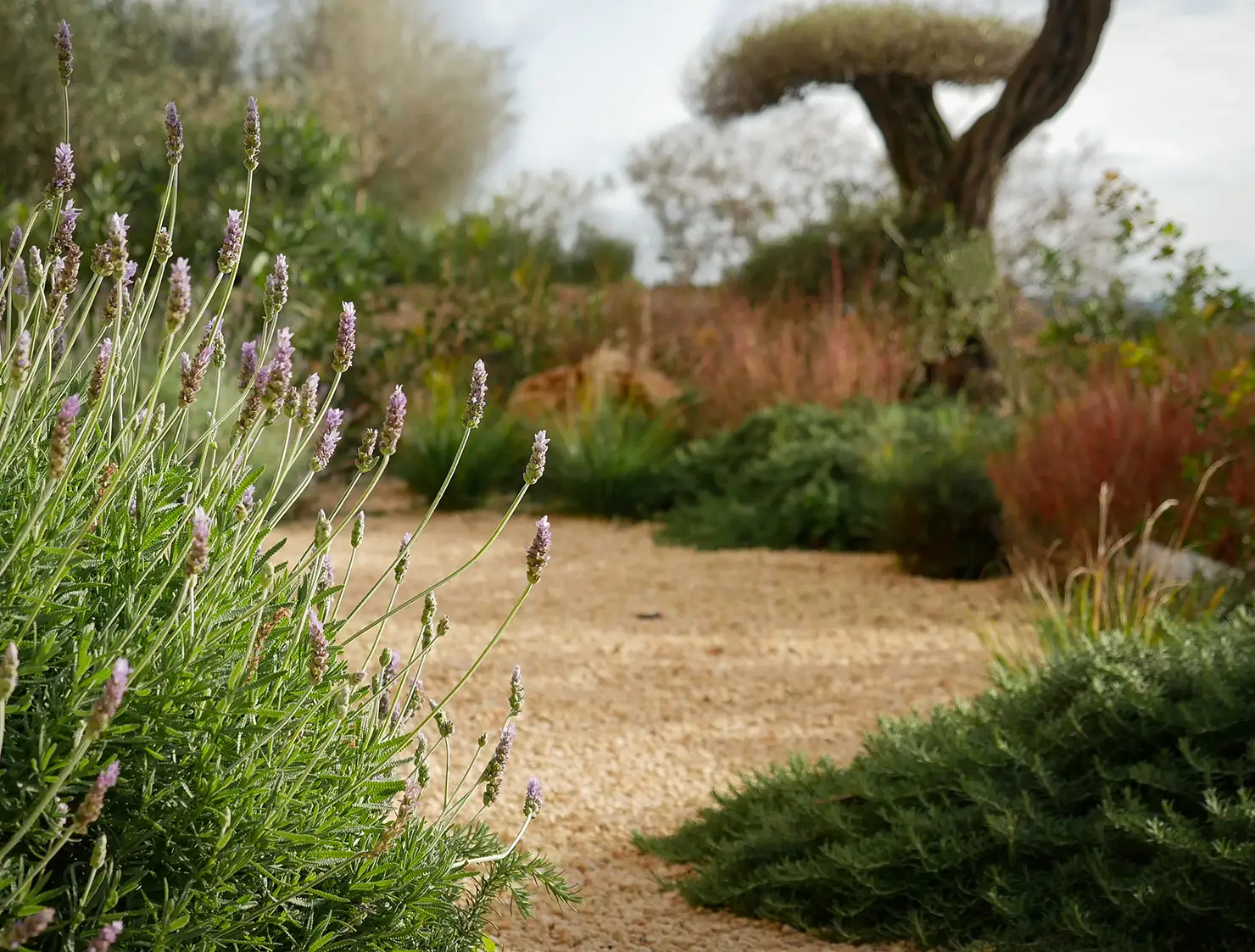 Curved gravel path through a Mediterranean garden with lavender, rosemary, feathery grasses, and a sculptural olive tree