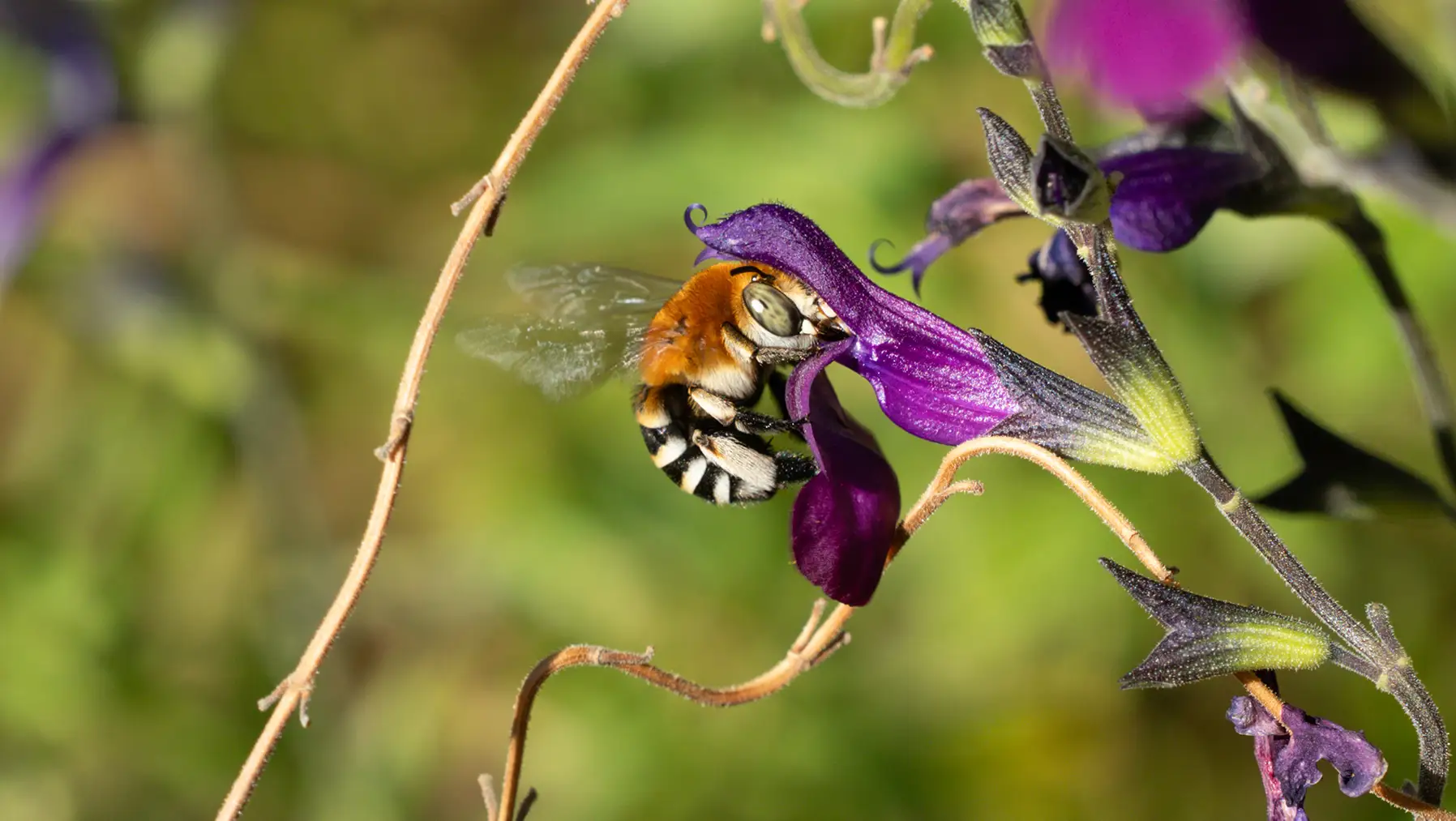 Wool carder bee (Anthidium manicatum) collecting nectar from a vivid purple Salvia flower in a Mallorcan garden