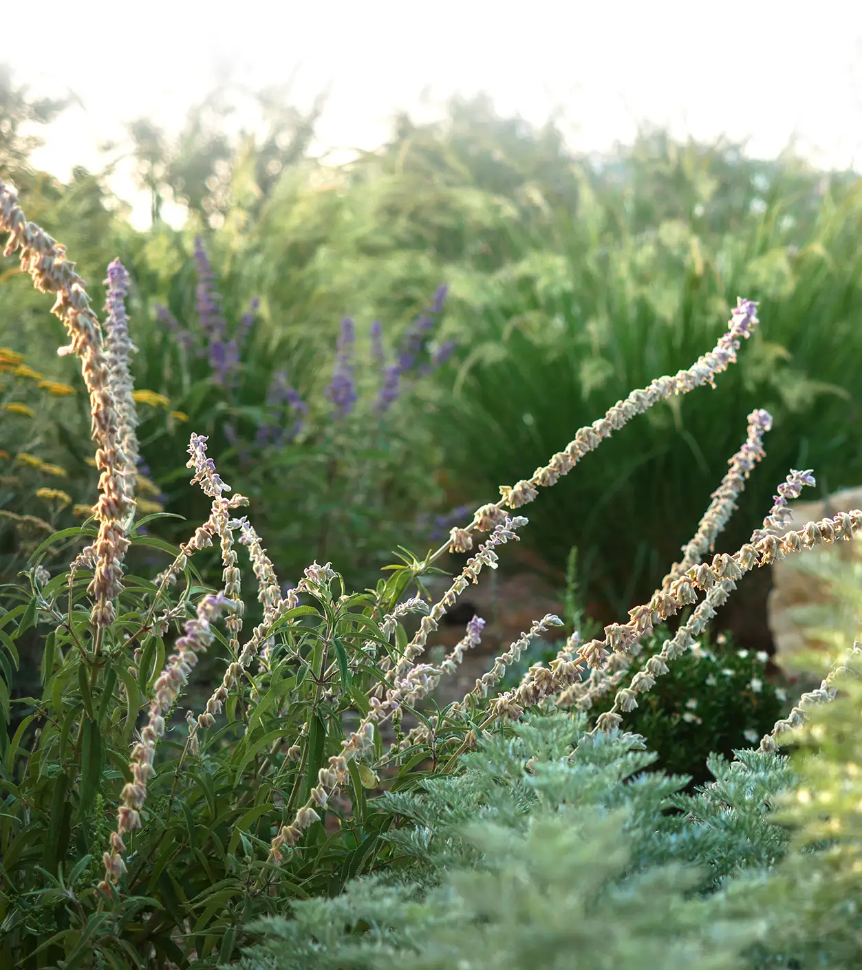 Salvia leucantha in bloom with Achillea, ornamental grasses, and silver Artemisia in a textured Mediterranean planting