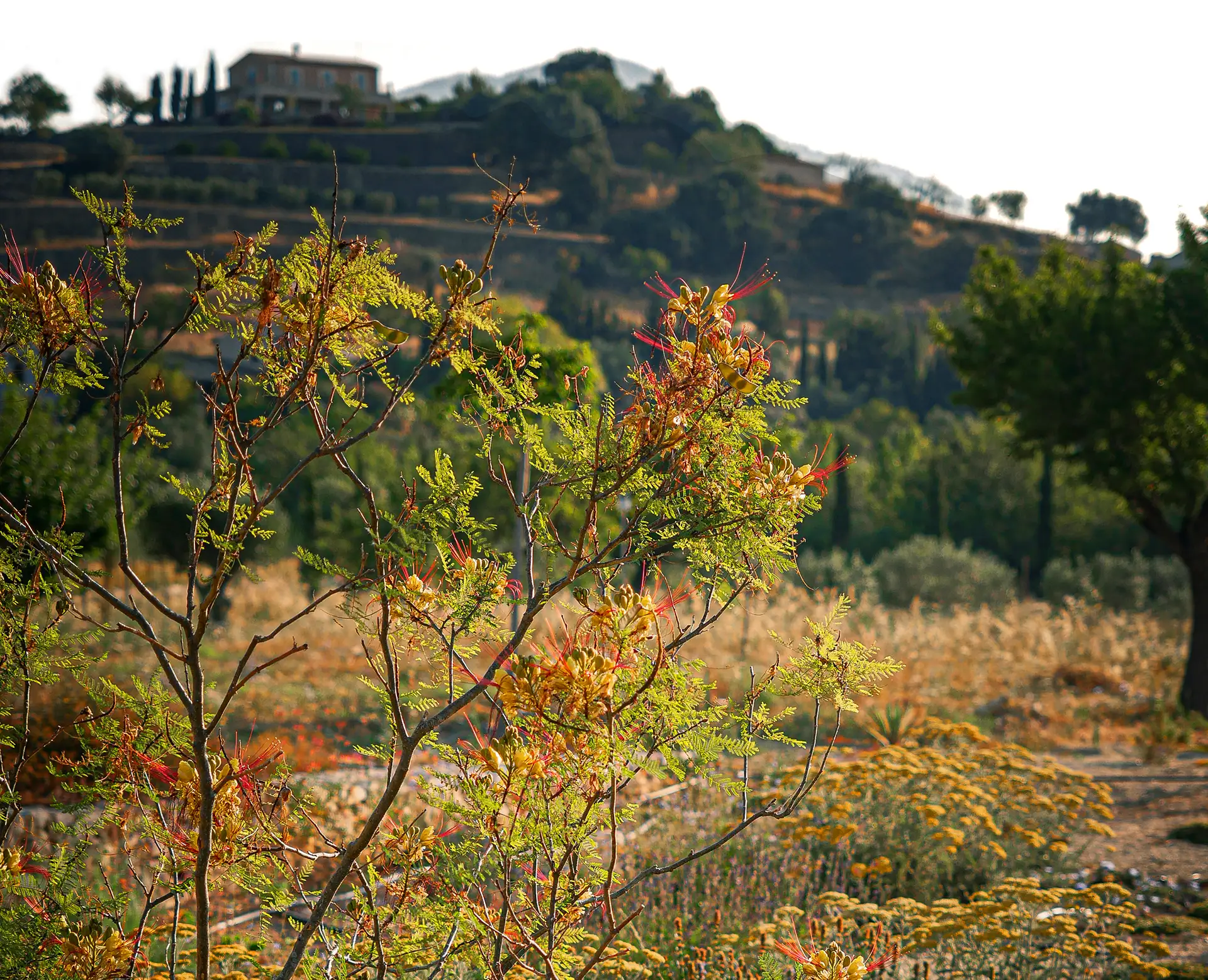 Caesalpinia gilliesii with yellow-red flowers in a dry Mallorcan meadow, backed by terraced hills and a distant villa.