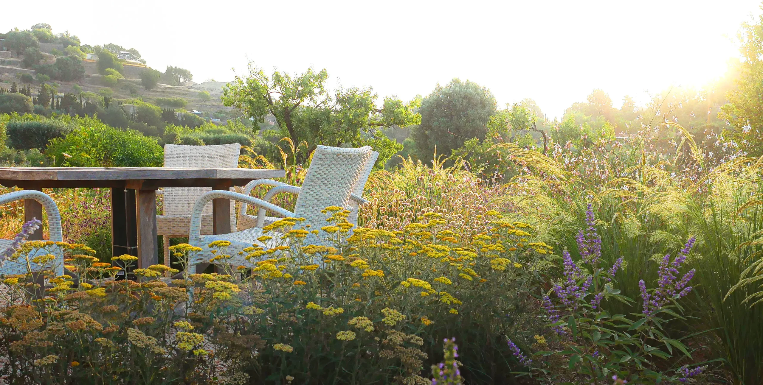 Seating area with wicker chairs beside a Mediterranean garden of Achillea, Salvia, Gaura, and ornamental grasses at sunset.
